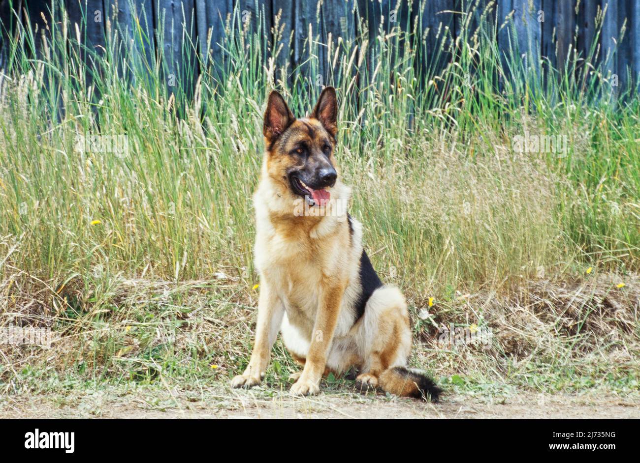 Deutscher Schäferhund im Freien vor langem Gras Stockfoto