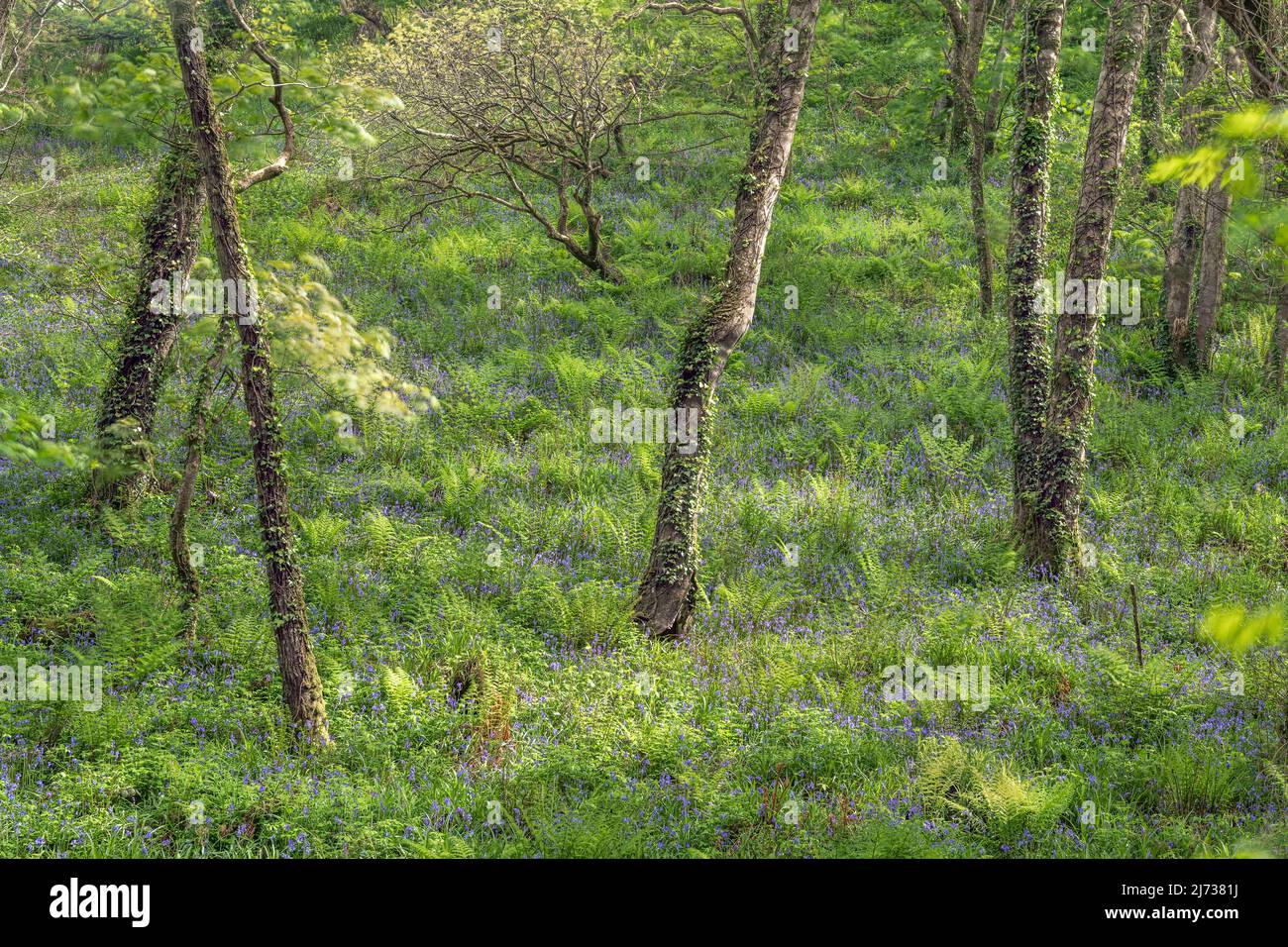 Ein spektakulärer Teppich aus einheimischen blubells in Becklands Woods Anfang Mai. Die Wälder liegen auf einem abgelegenen Abschnitt des South West Coast Path in North De Stockfoto