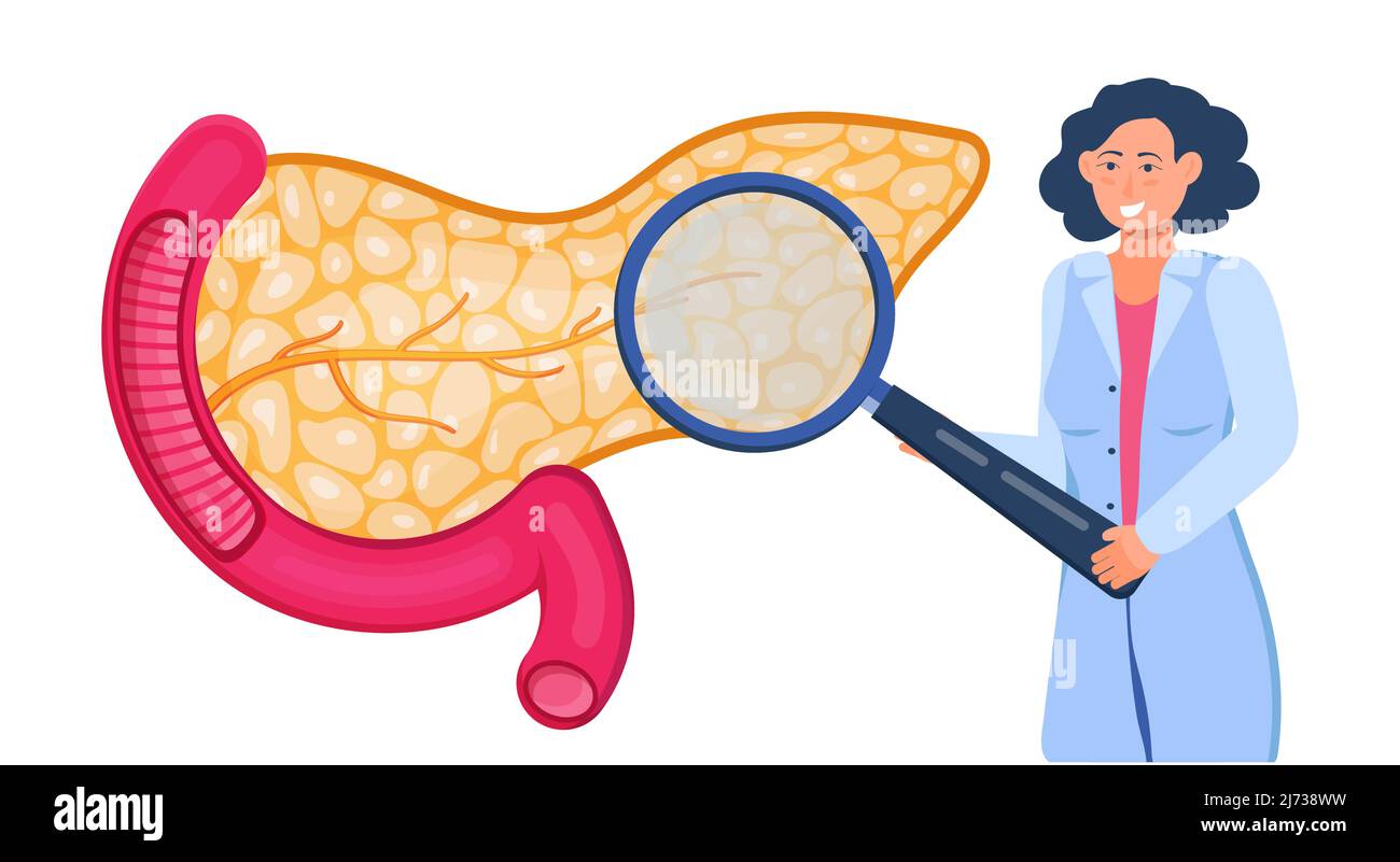 Der Therapeut schaut durch ein Vergrößerungsglas und macht Ultraschall- oder Röntgenscans. Pankreas mit Arterien werden angezeigt. Internes Organ des Verdauungssystems auf Stock Vektor