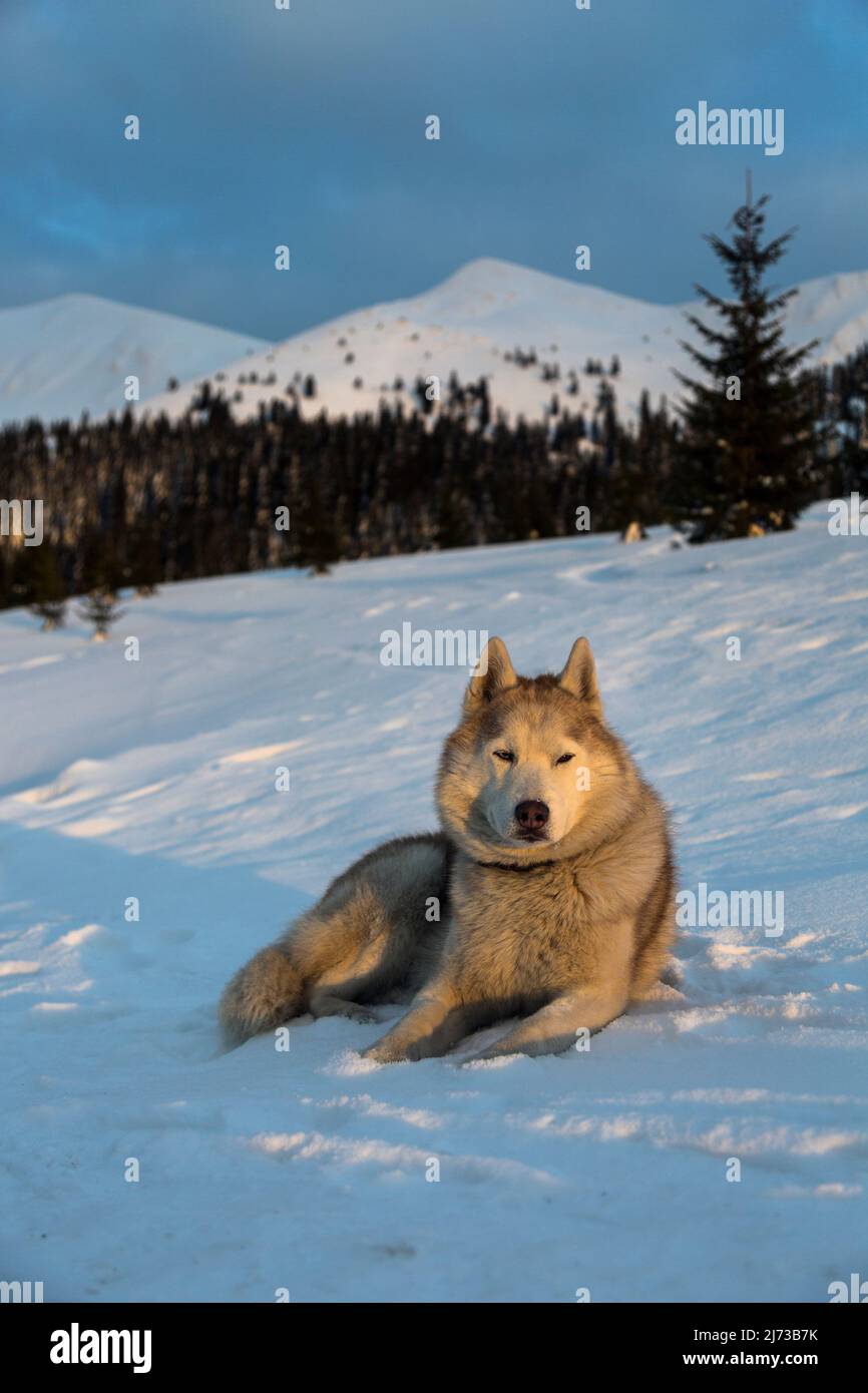 Profil Porträt eines schönen und aufmerksamen beigefarbenen sibirischen Husky-Hundes, der im sonnigen Winterwald auf dem Schnee liegt Stockfoto