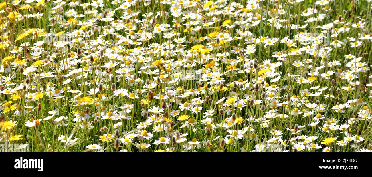 Multitud de flores silvestres en el campo en primavera Stockfoto