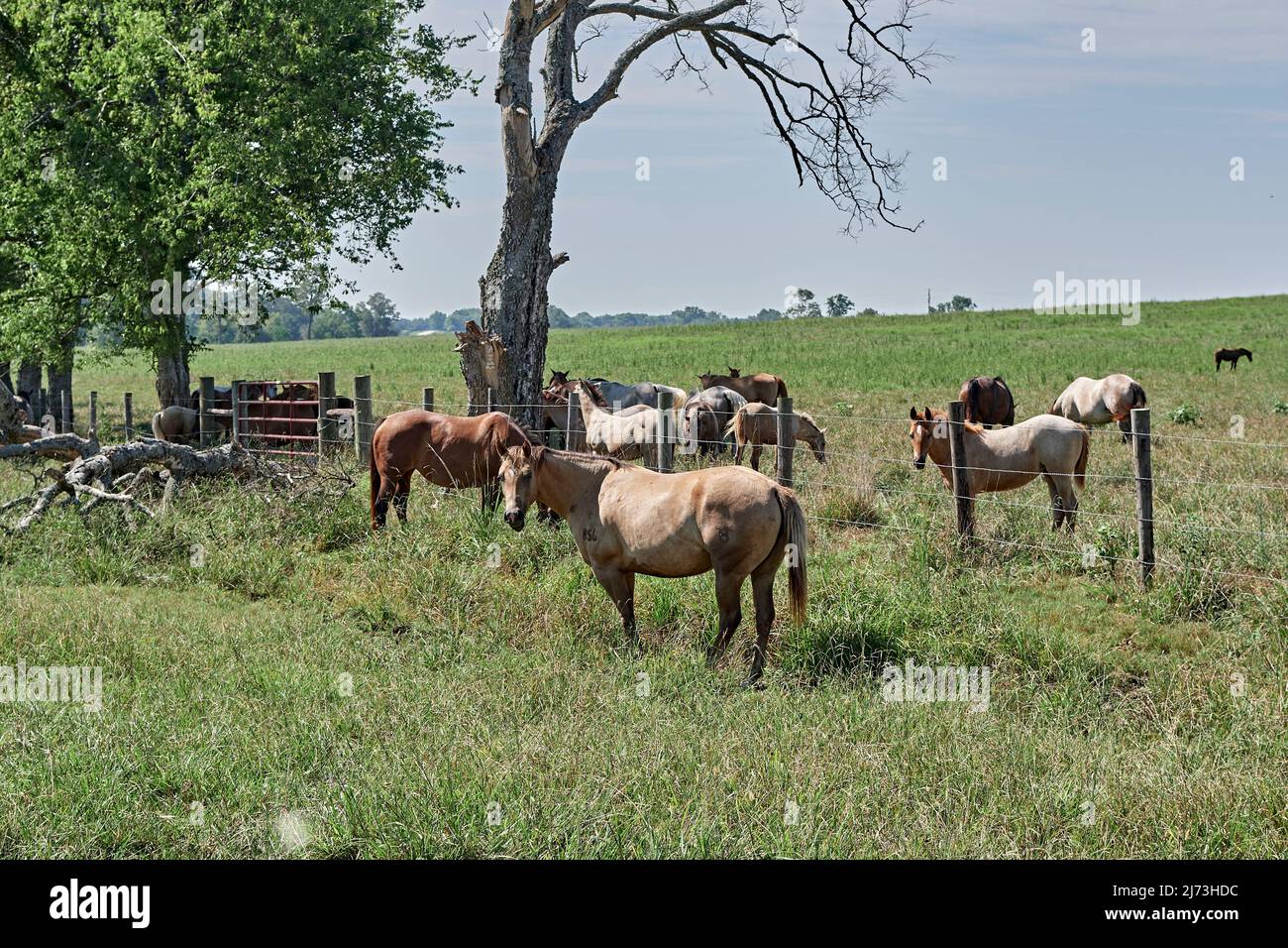 Pferde grasen auf einer grünen Weide auf einer ländlichen Farm in Alabama, USA. Stockfoto