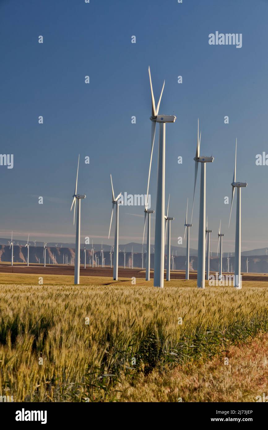 Windpark, reifes Weizenfeld, vor der Ernte, nachmittags hell, Ende Juli, Oregon. Stockfoto