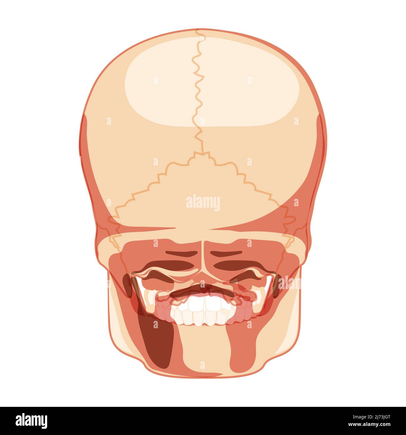 Schädel Skelett menschlicher Kopf hintere Seitenansicht. Modell der menschlichen Kiefer. Set von Chump realistische 3D flache natürliche Farbkonzept. Vektordarstellung der Anatomie auf weißem Hintergrund isoliert Stock Vektor