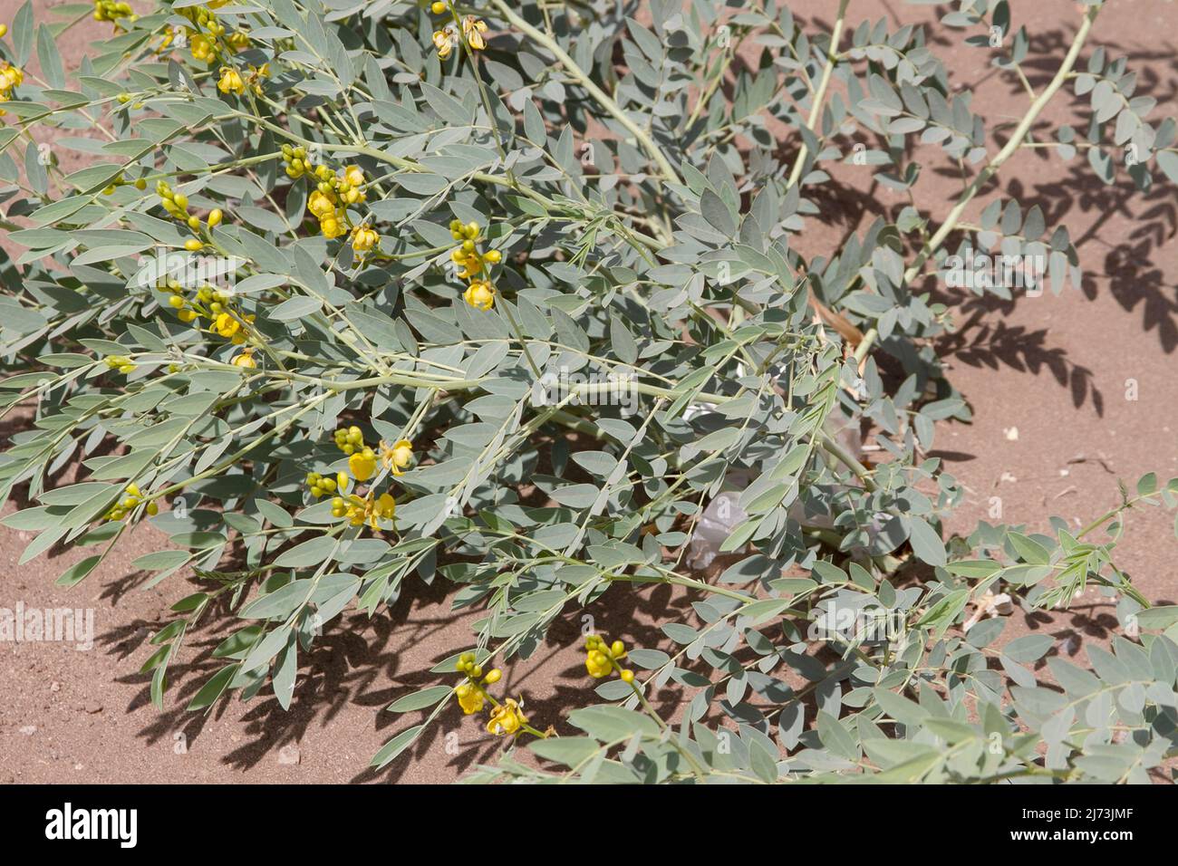 senna alexandrina Abführmittel natürliche Wildpflanze im Sudan Stockfoto