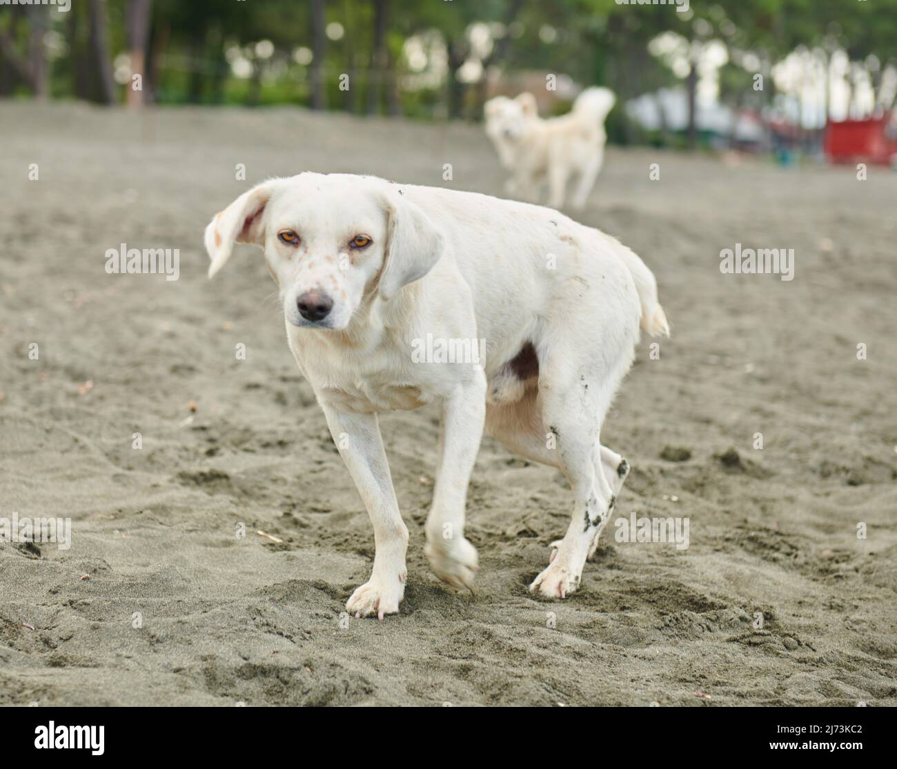 Weiße Hunde spielen auf schwarzem Sand am Meer Stockfoto