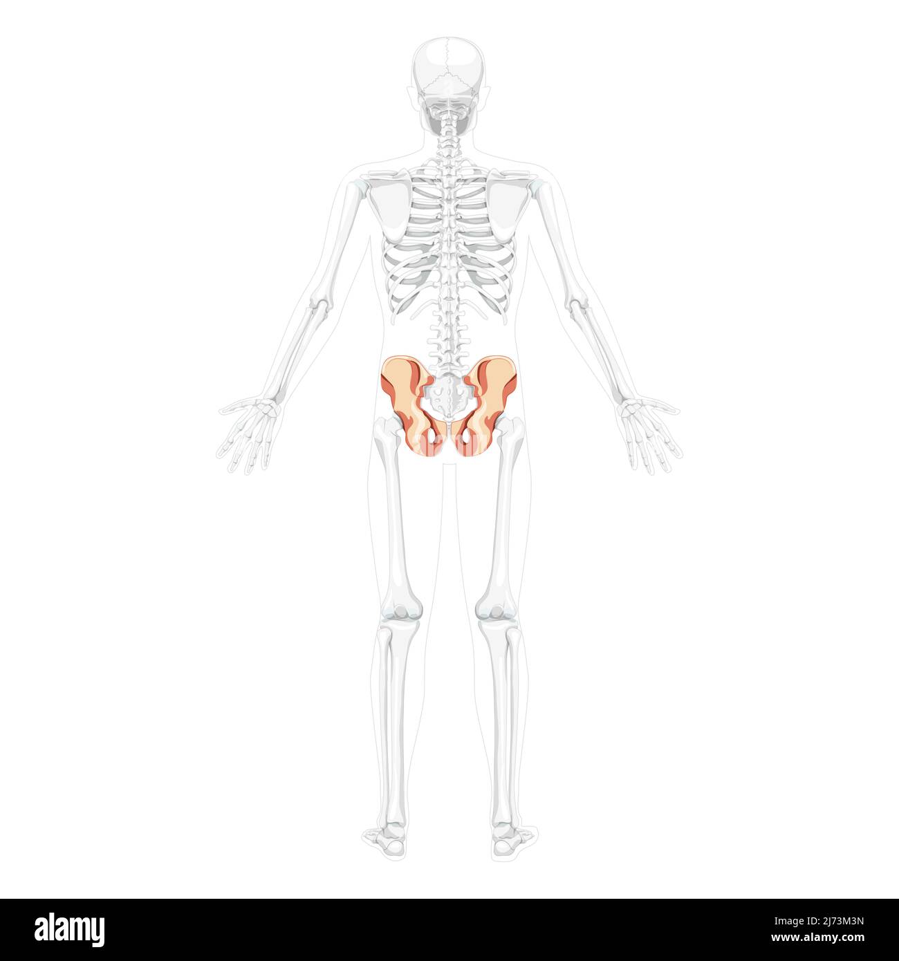 Skelett Becken Hüftknochen menschliche Rückenansicht mit zwei Armhaltungen mit teilweise transparenter Knochenposition. Realistisches, flaches natürliches Farbkonzept Vektordarstellung der Anatomie auf weißem Hintergrund isoliert Stock Vektor