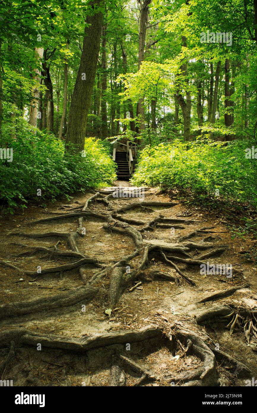 Waldwald grüner Weg in Cheesequake State Park matawan, New Jersey. Stockfoto