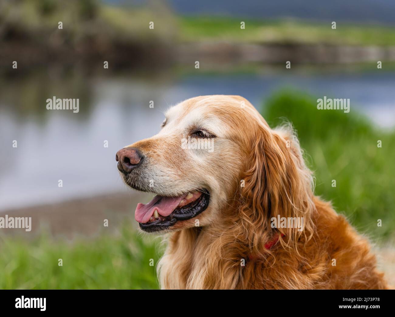 Lächelndes Gesicht hübsch liebenswert Golden Retriever Hund in frischen grünen Rasen im Park. Porträt eines Hundes. Keine Personen, unscharfer Hintergrund, wählen Sie Stockfoto