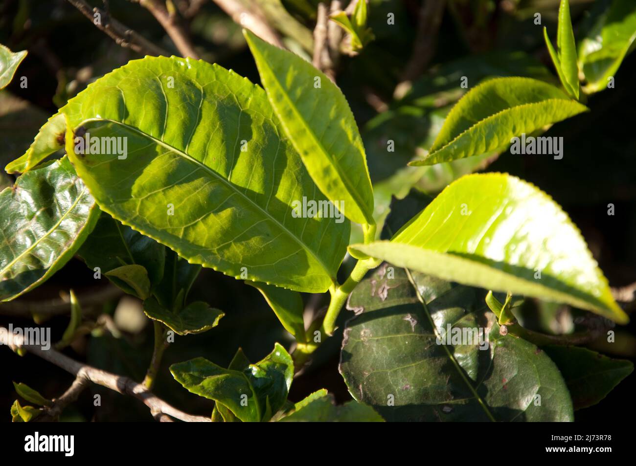 Teeplants, Thyolo District, Malawi, Afrika Stockfoto