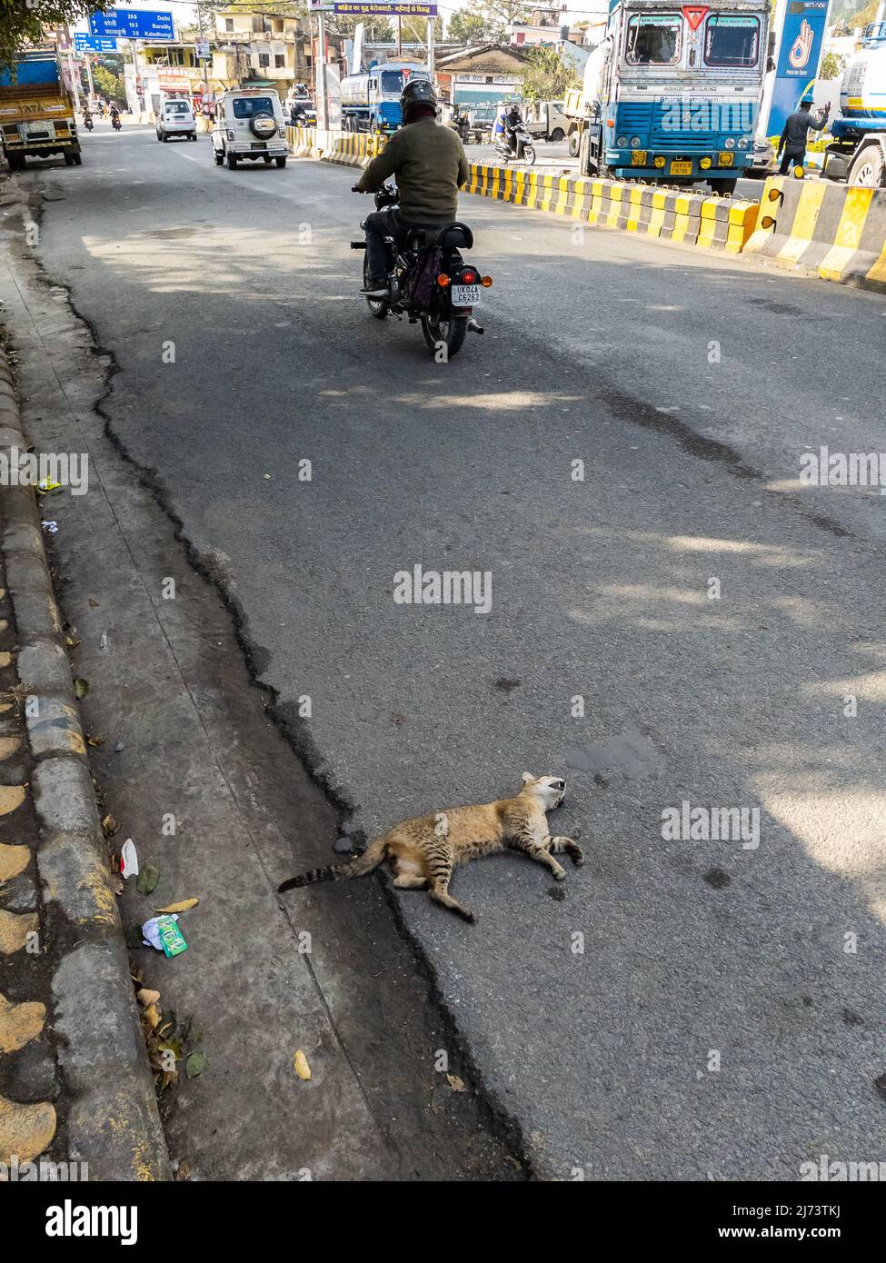 Eine tote Katze, die am 9. Januar 2022 wegen Wut auf der Straße in Haldwani Uttarakhand lag Stockfoto