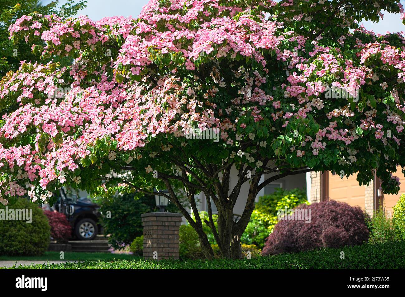 Ein blühendes Pink Dogwood (Cornus florida f.rubra) als Teil der Landschaftsgestaltung auf einem Wohngrundstück. Stockfoto