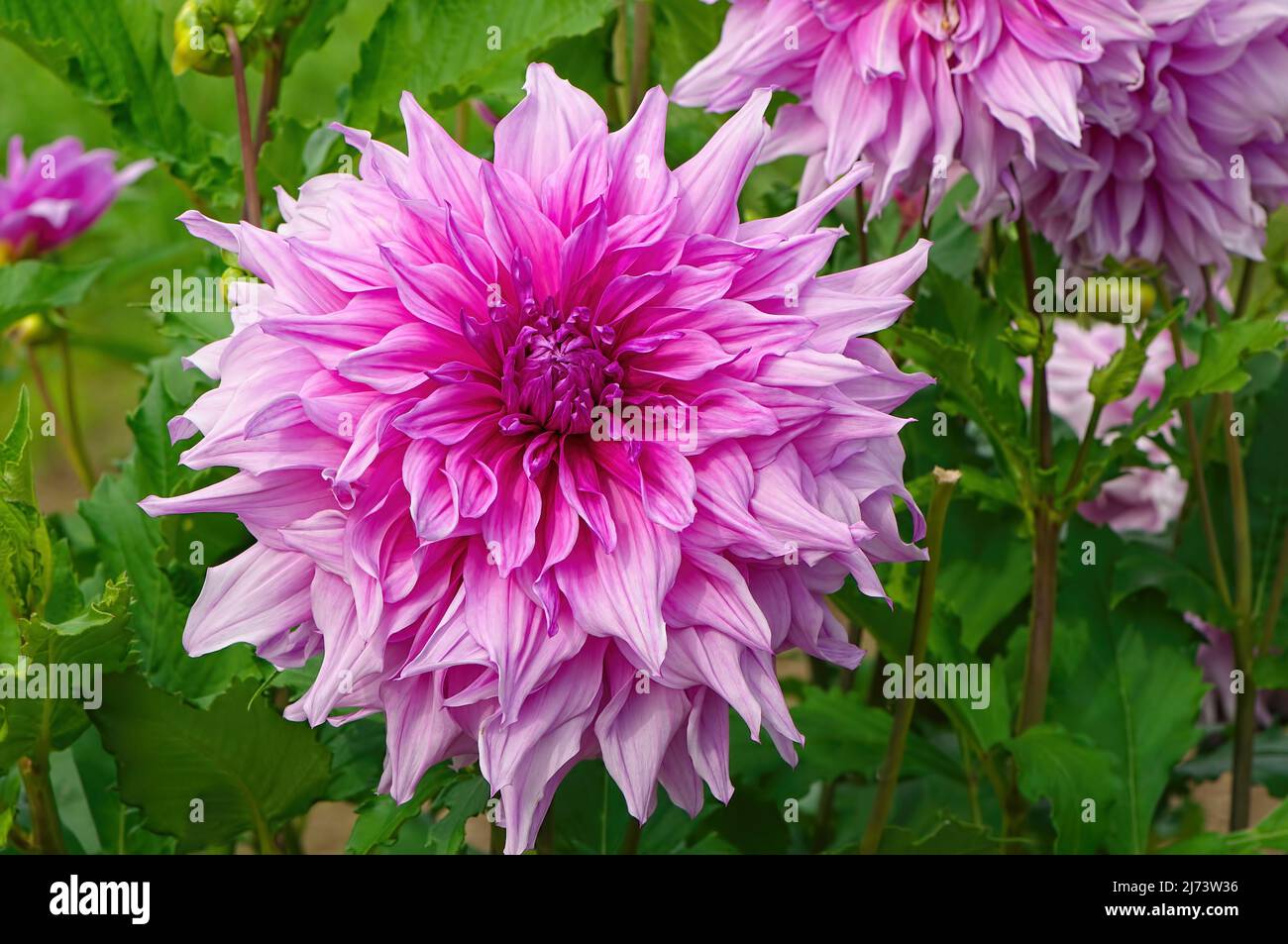 Informeller, dekorativer Speiseteller „Pennsgift“-Gartendahlie (Dahlia pinnata). Die Blüten können bis zu 13' weit reichen. Stockfoto