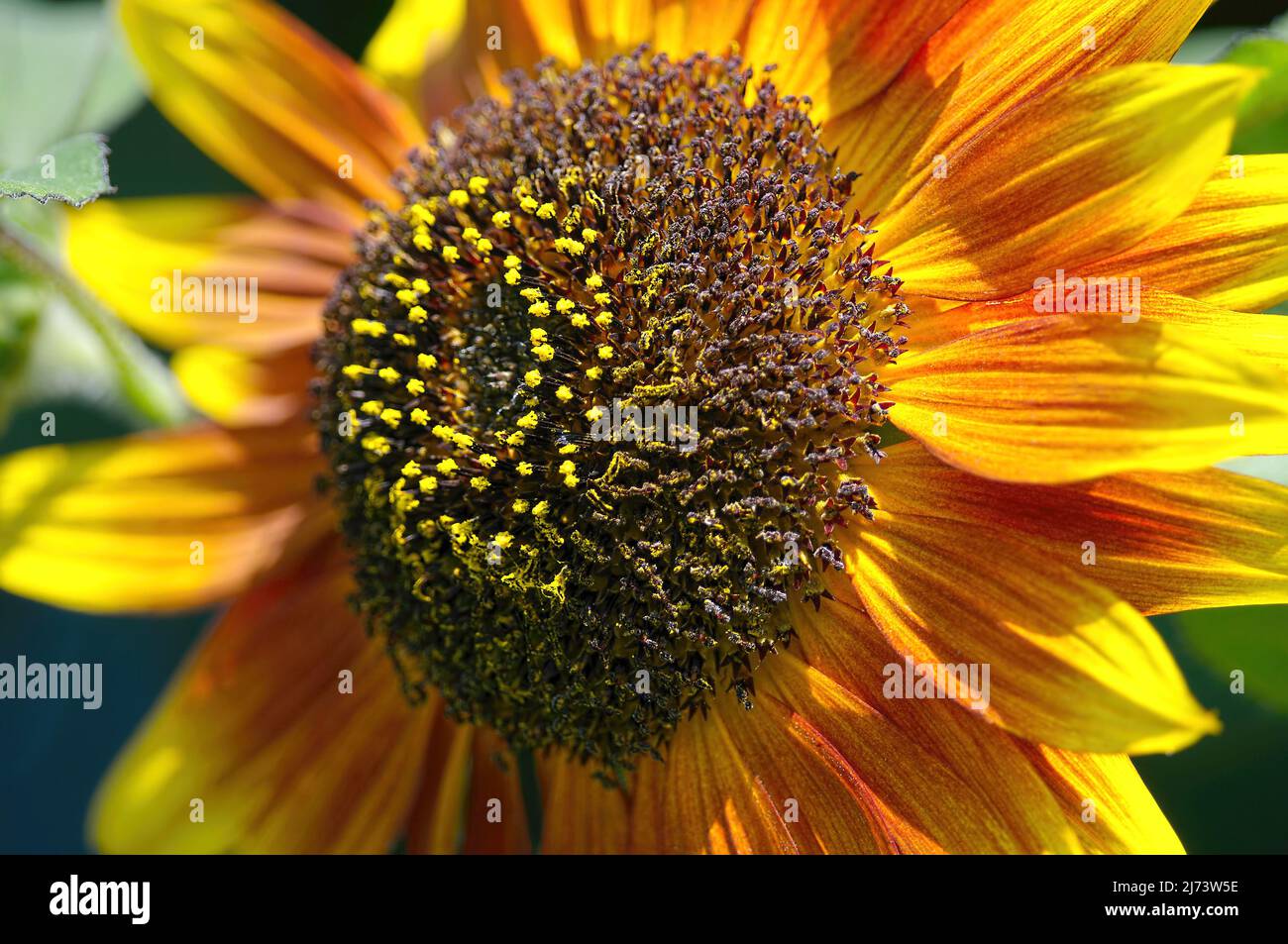 Nahaufnahme des Zentrums einer Sonnenblumenblüte (Helianthus). Stockfoto