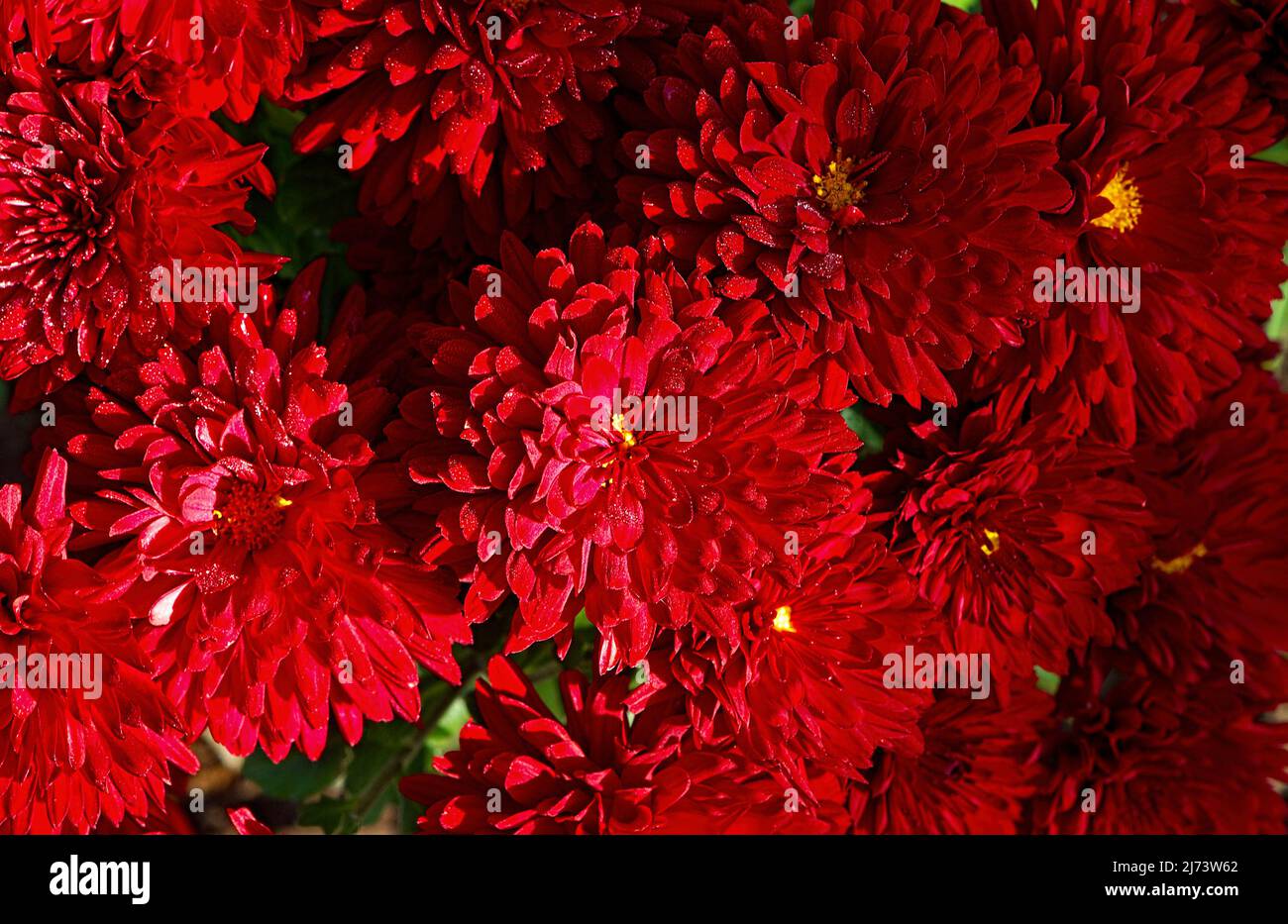 Blick hinunter auf ein Bett aus roten Chrysanthemum-Blumen. Stockfoto