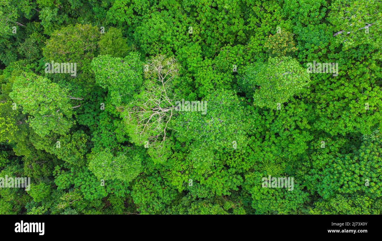 Blick vom Gipfel des tropischen Waldes Stockfoto