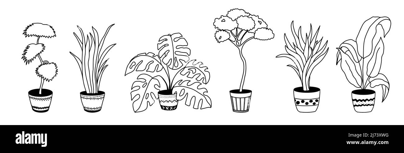 Topfblumen, Inneneinrichtung. Handzeichnung, lineare schwarz-weiße Skizze. Große Outdoor-Zimmerpflanzen . Monstera, Palme, Spathiphyllum, sanseviera Stock Vektor