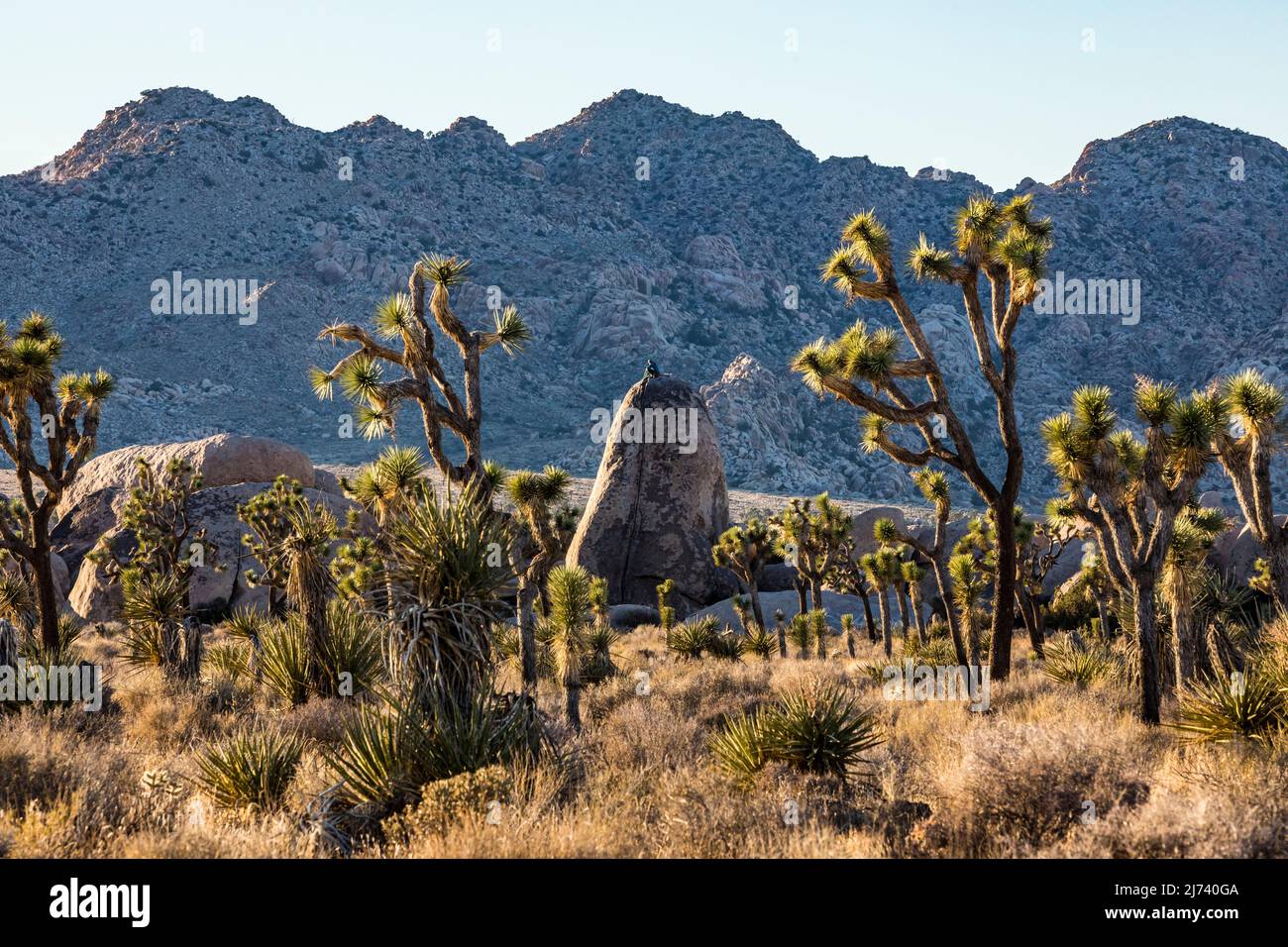 Joshua Bäume und Felsen im Joshua Tree National Park. Stockfoto