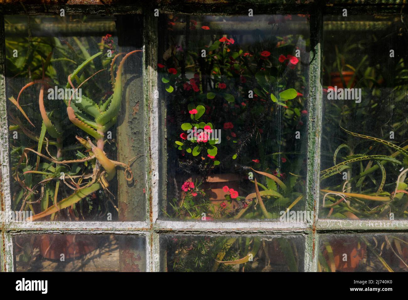 Artikeldetails mit Pflanzen in einem alten und rostigen metallischen grünen Haus. Stockfoto