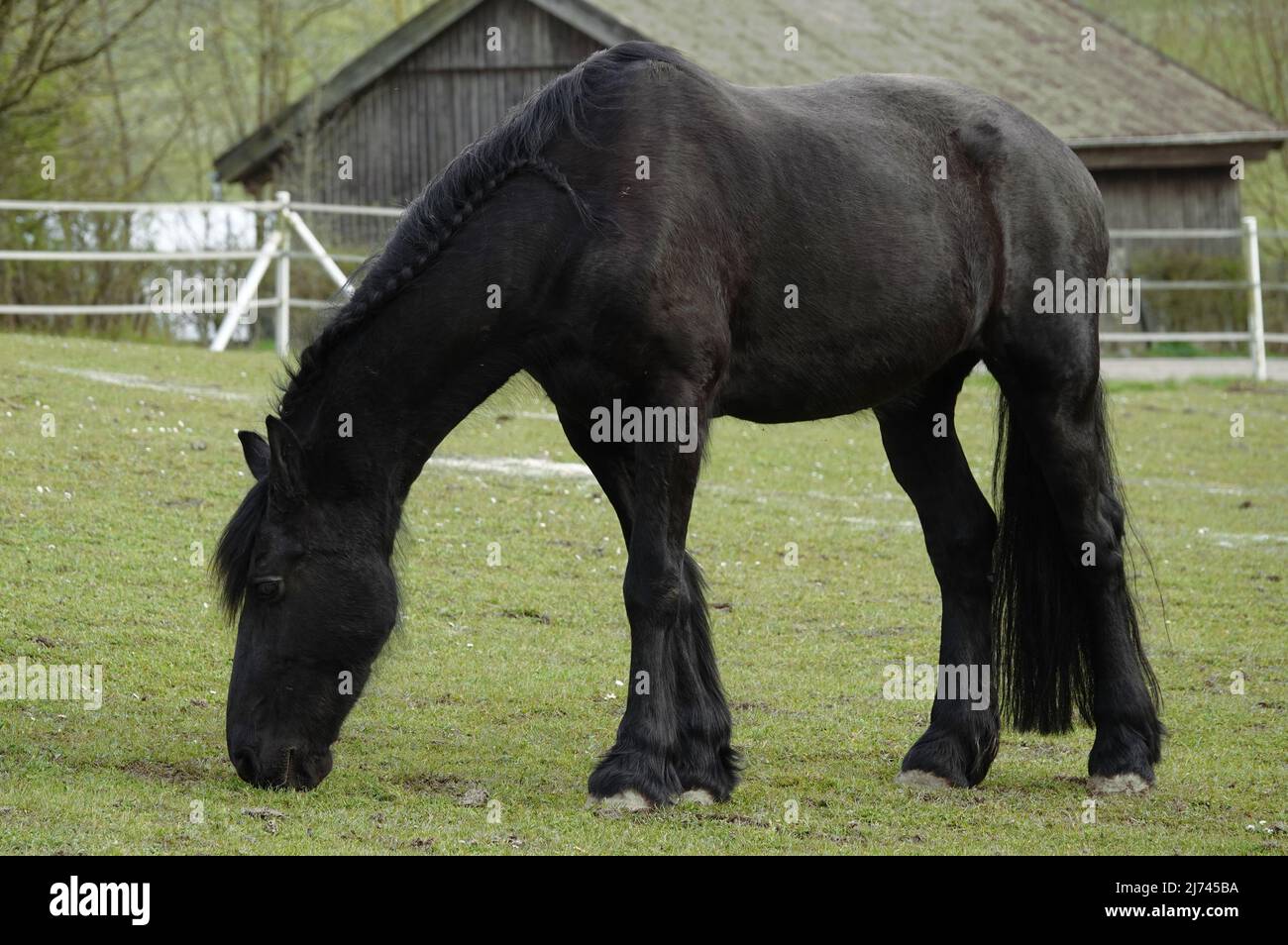 Schwarz ordentlich gekämmt Gypsy Vanner Pferd auf einer Wiese. Im Hintergrund ist ein dunkler Schuppen zu sehen.Ort: Bellenberg, Deutschland Stockfoto