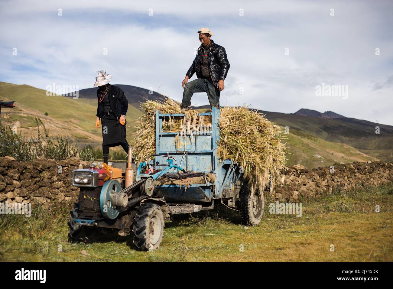 Tibetische Bauern laden Feldfrüchte auf ein Fahrzeug Stockfoto