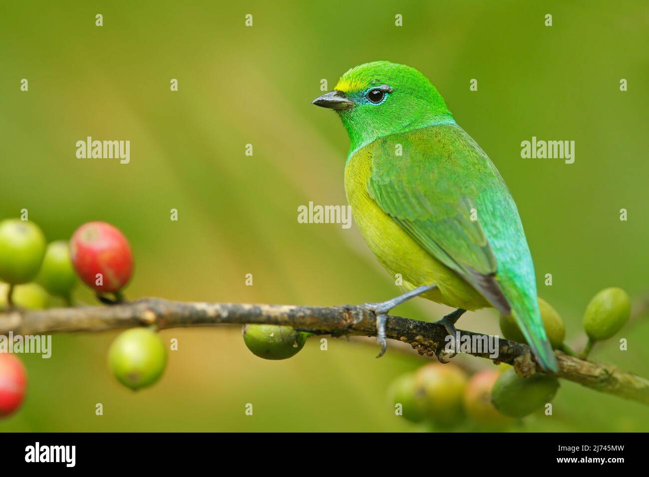 Blaunapter Chlorophonia, Chlorophonia cyanea, exotischer tropischer grüner Singvögel aus Kolumbien Stockfoto