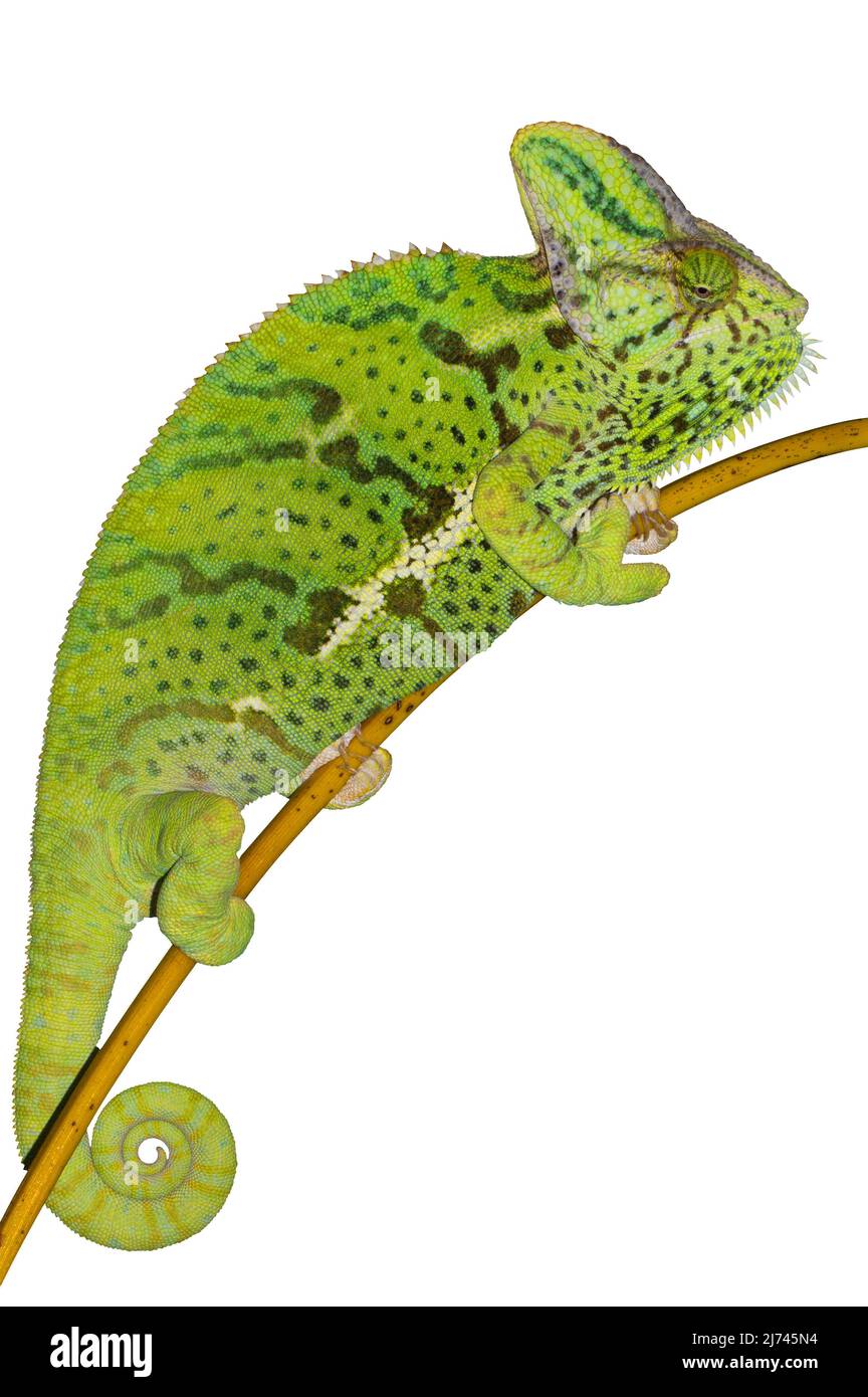 Chameleon klettert auf Ast auf isoliertem weißem Hintergrund. Weibliche Jemen Chamäleon Eidechse Reptil Illustration. Stockfoto