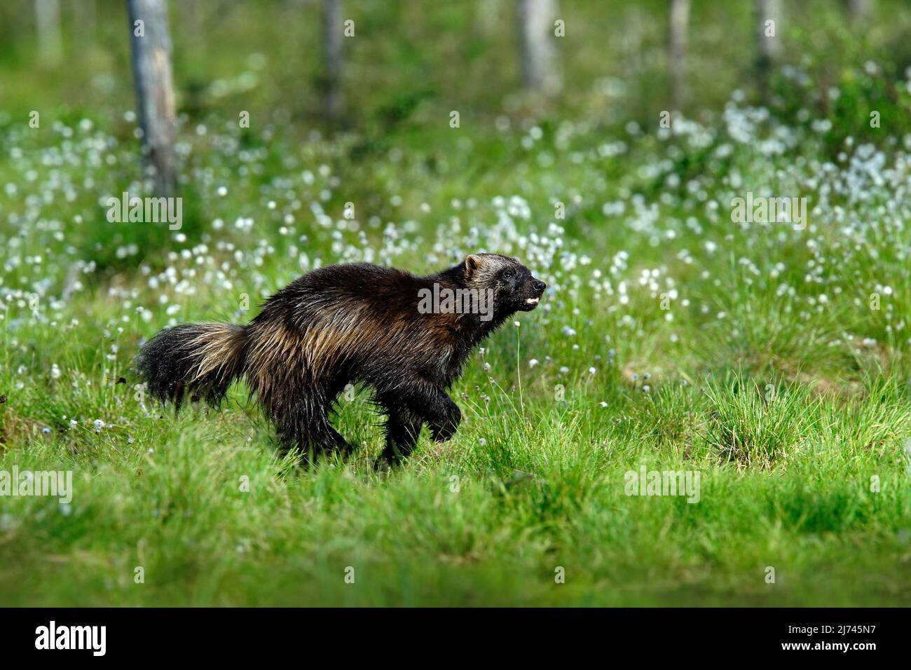 Laufen hartnäckige Wolverine in Finnland tajga Stockfoto