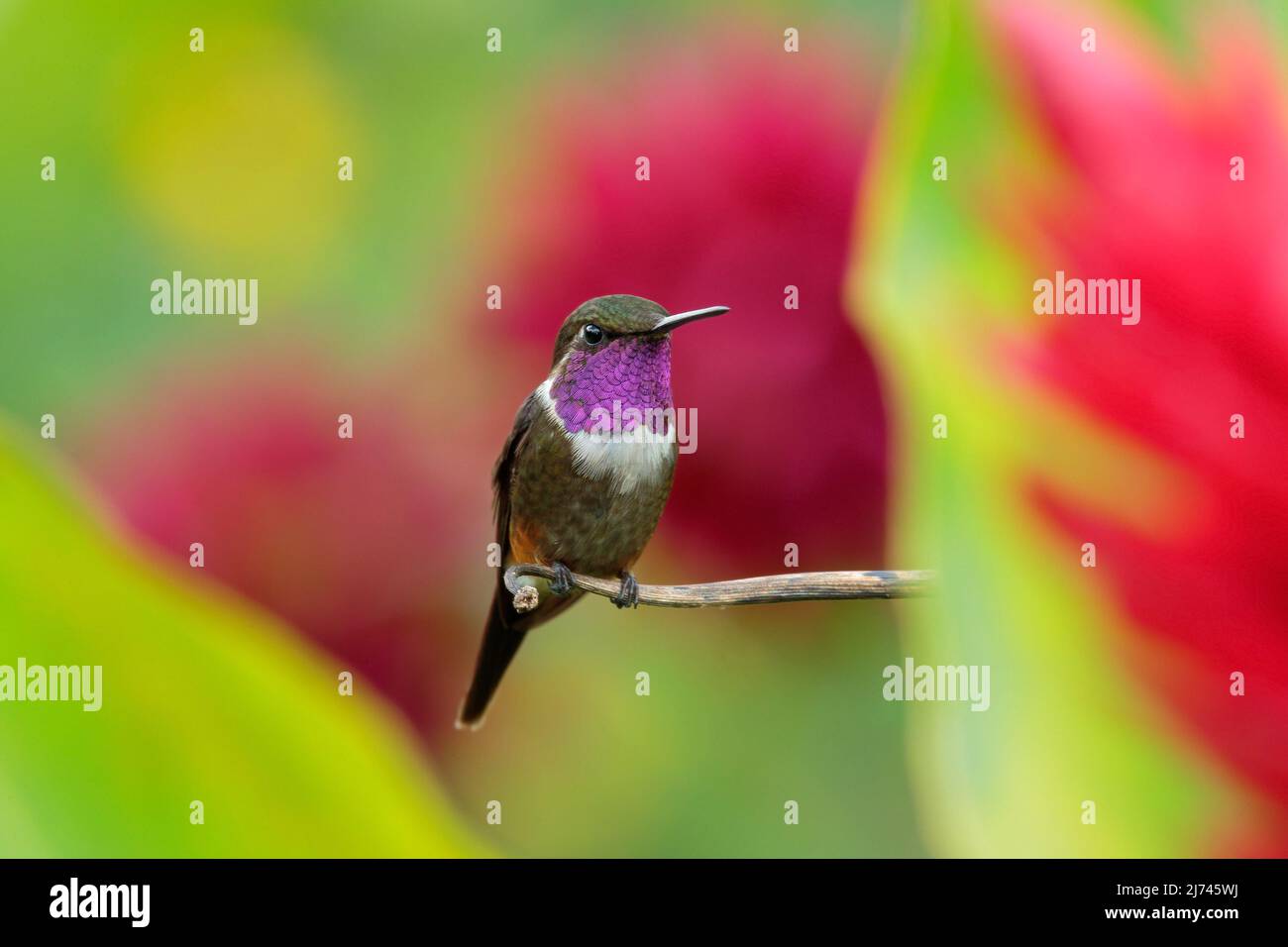 Kleiner Kolibri mit farbigem Kragen Purpurkehliger Woodstar, Calliphlox mitchellii, in der grünen und roten Blume, Kolumbien Stockfoto