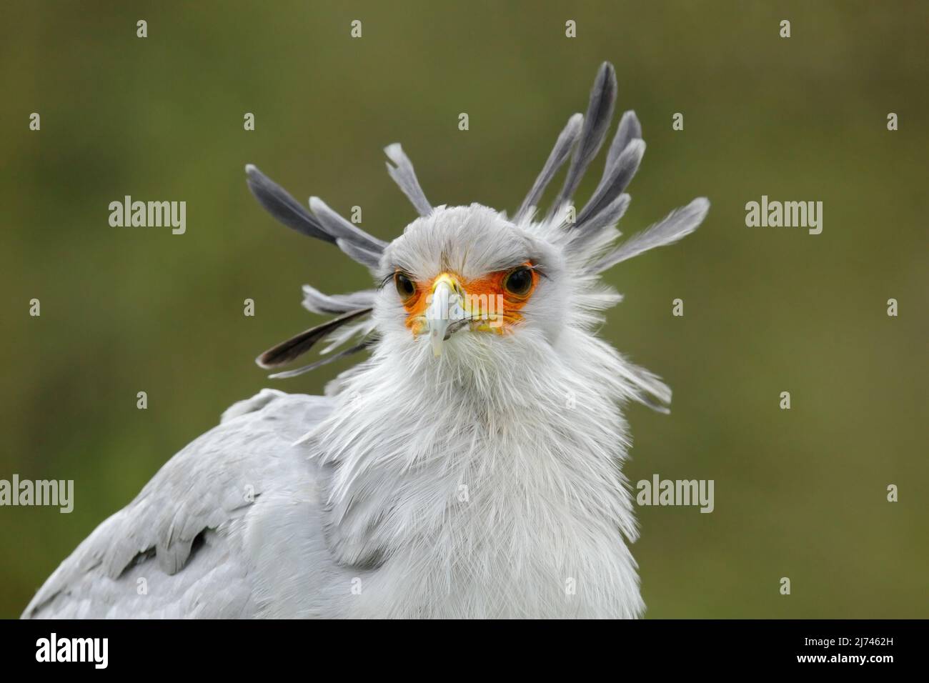 Porträt eines schönen grauen Greifvogels Sekretär Vogel Schütze Serpentarius, mit orangefarbenem Gesicht Stockfoto