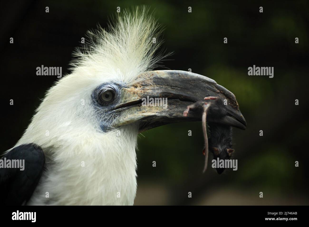 Portratit des Vogels Weißer Hornbill, Berenicornis comatus, mit Maus im Schnabel Stockfoto