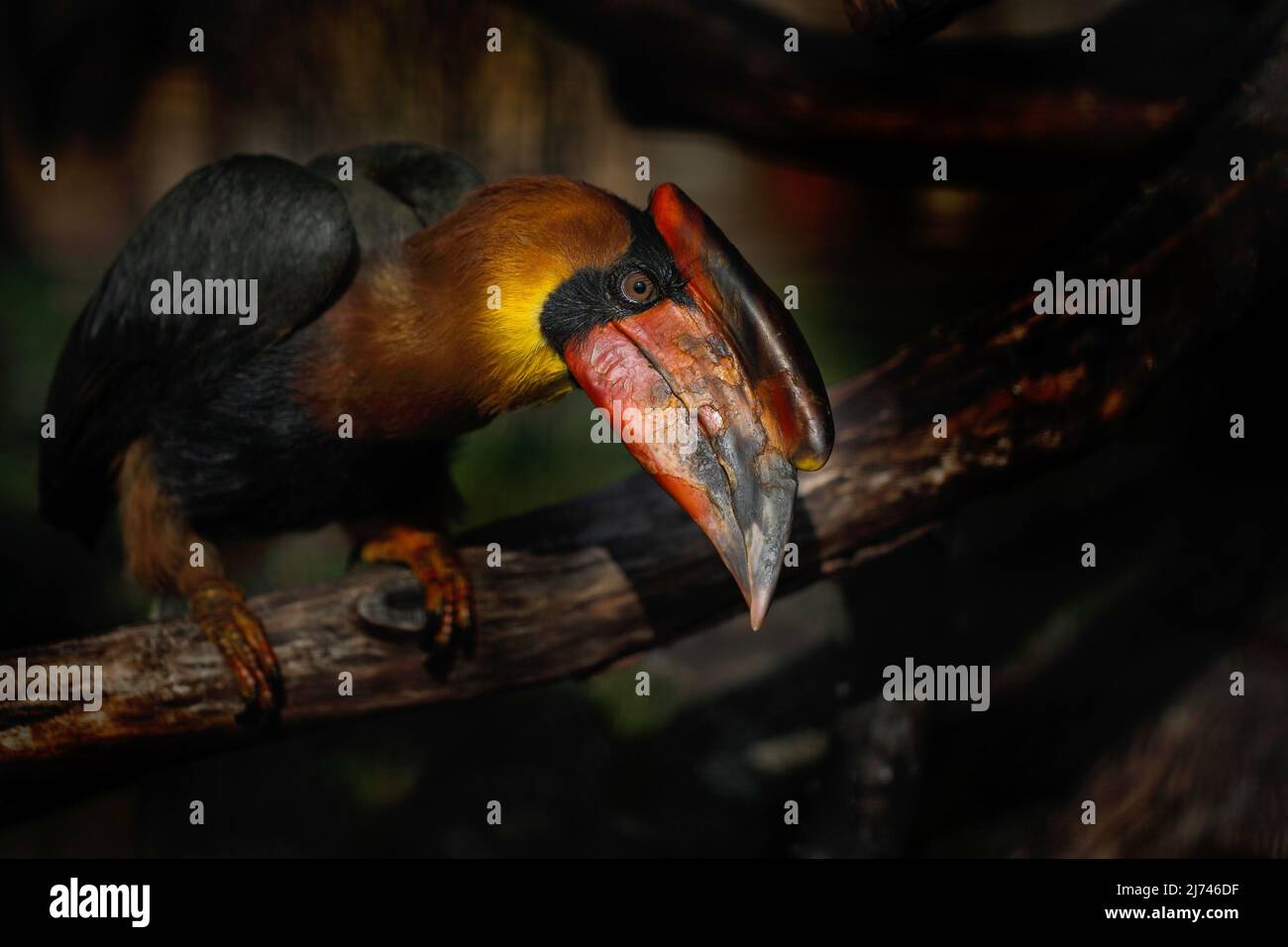 Porträt eines Vogels mit großem Schnabel, Rufous Hornbill, Buceros hydrocorax, Philippinen Stockfoto