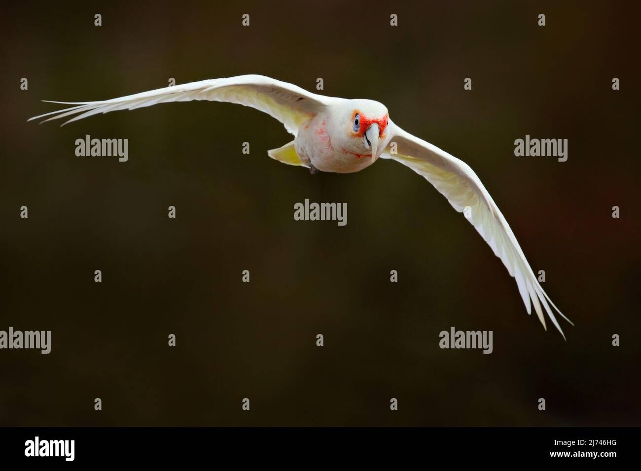 Langschnabelige Corella, Cacatua tenuirostris, fliegender weißer exotischer Papagei, Vogel in der Natur, Actionszene aus der Wildnis, Australien Stockfoto