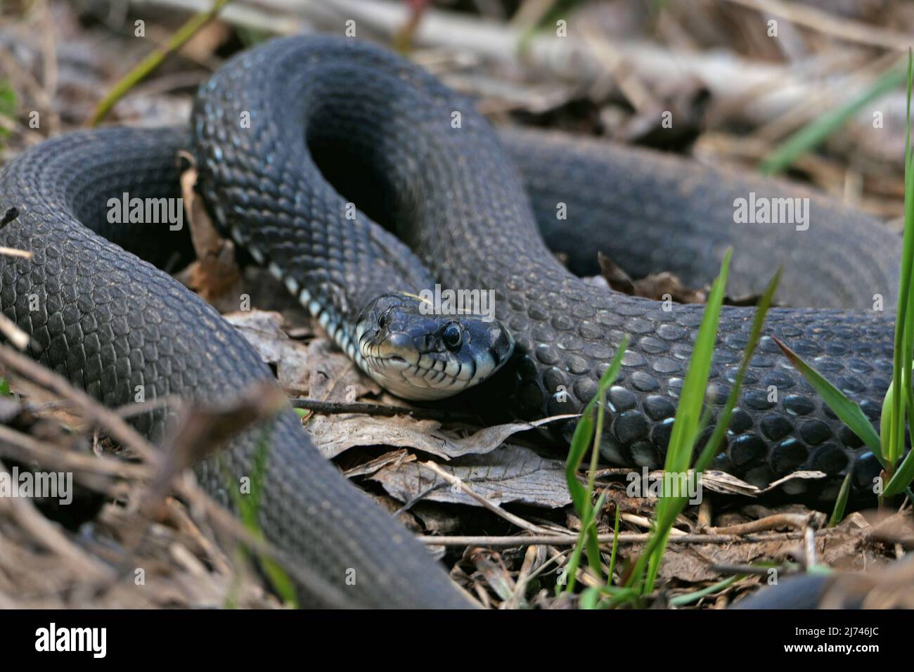Eine Schlange, eine große Schlange im Frühlingswald, in trockenem Gras in ihrem natürlichen Lebensraum, die sich in der Sonne sonnt. Stockfoto