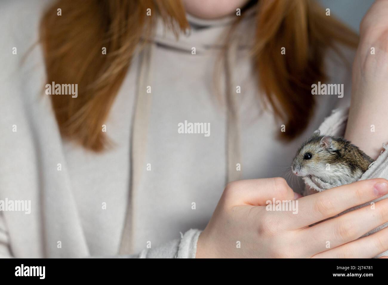 Mädchen hält Hamster in den Händen. Kinderhände mit einem Hamster aus nächster Nähe. Hochwertige Fotos Stockfoto