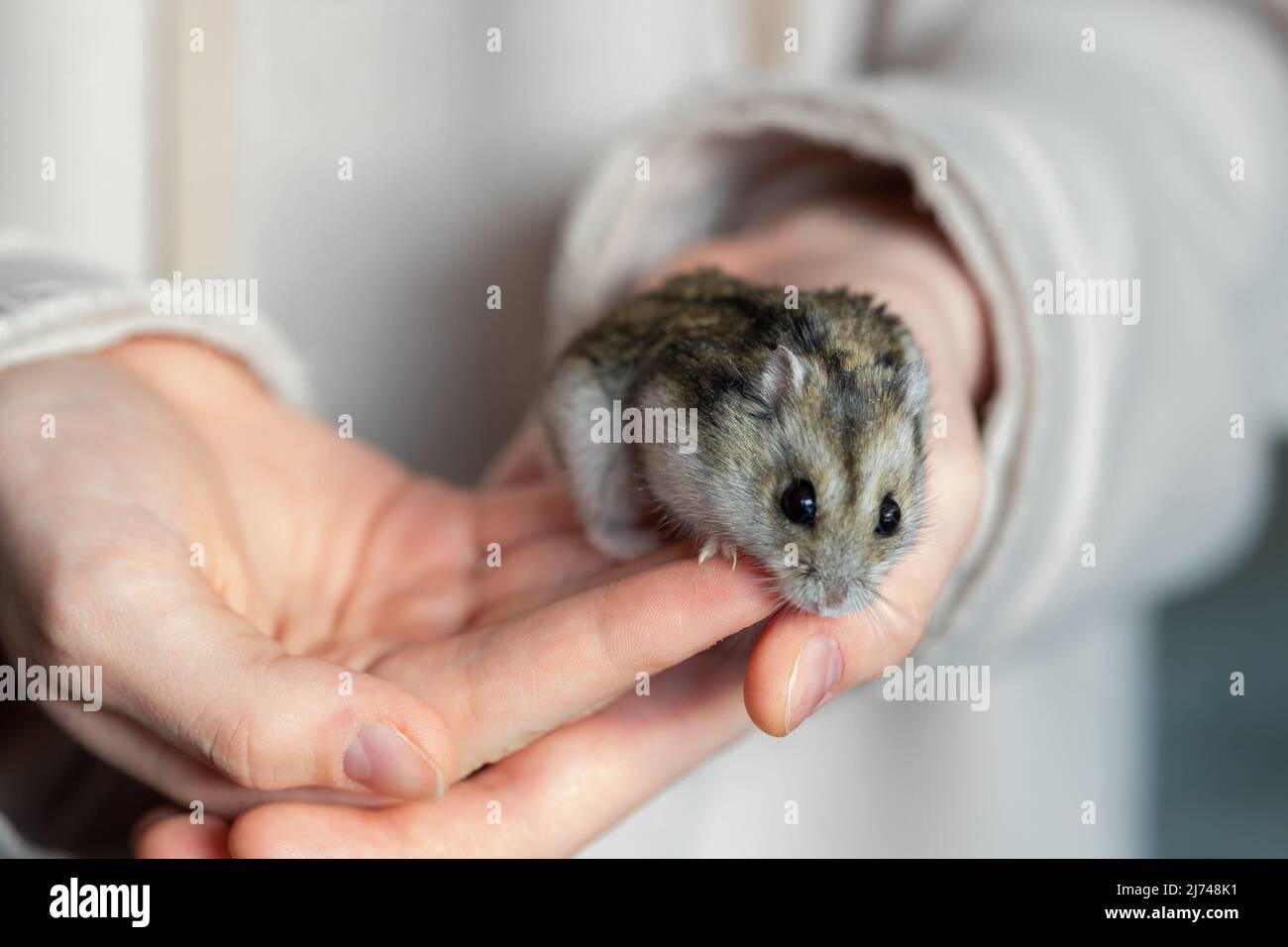 Mädchen hält Hamster in den Händen. Kinderhände mit einem Hamster aus nächster Nähe. Hochwertige Fotos Stockfoto