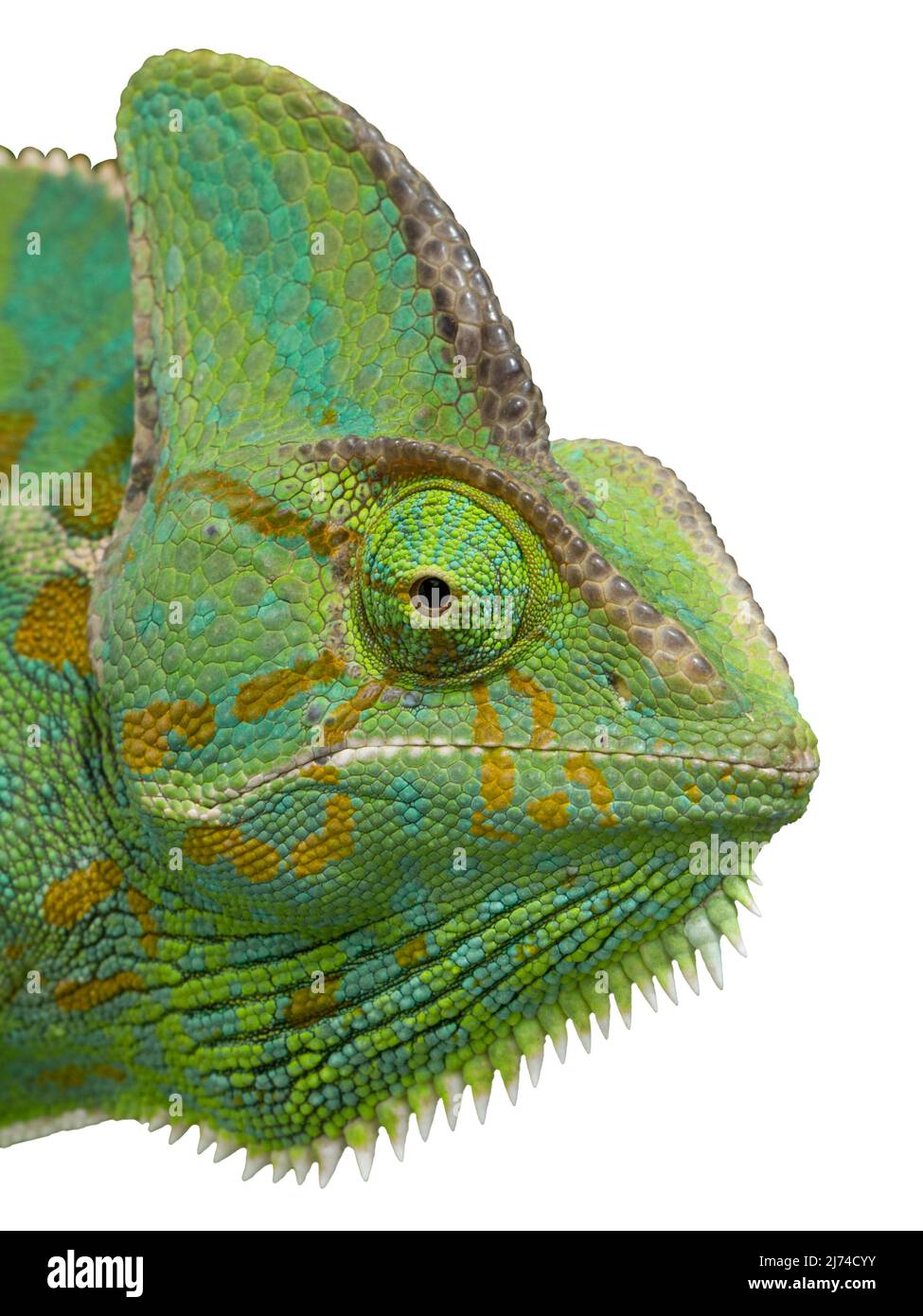 Isolierter Chameleon-Kopf. Weißer Hintergrund. Weibliches Jemen-Chamäleon mit Blick nach vorne. Stockfoto