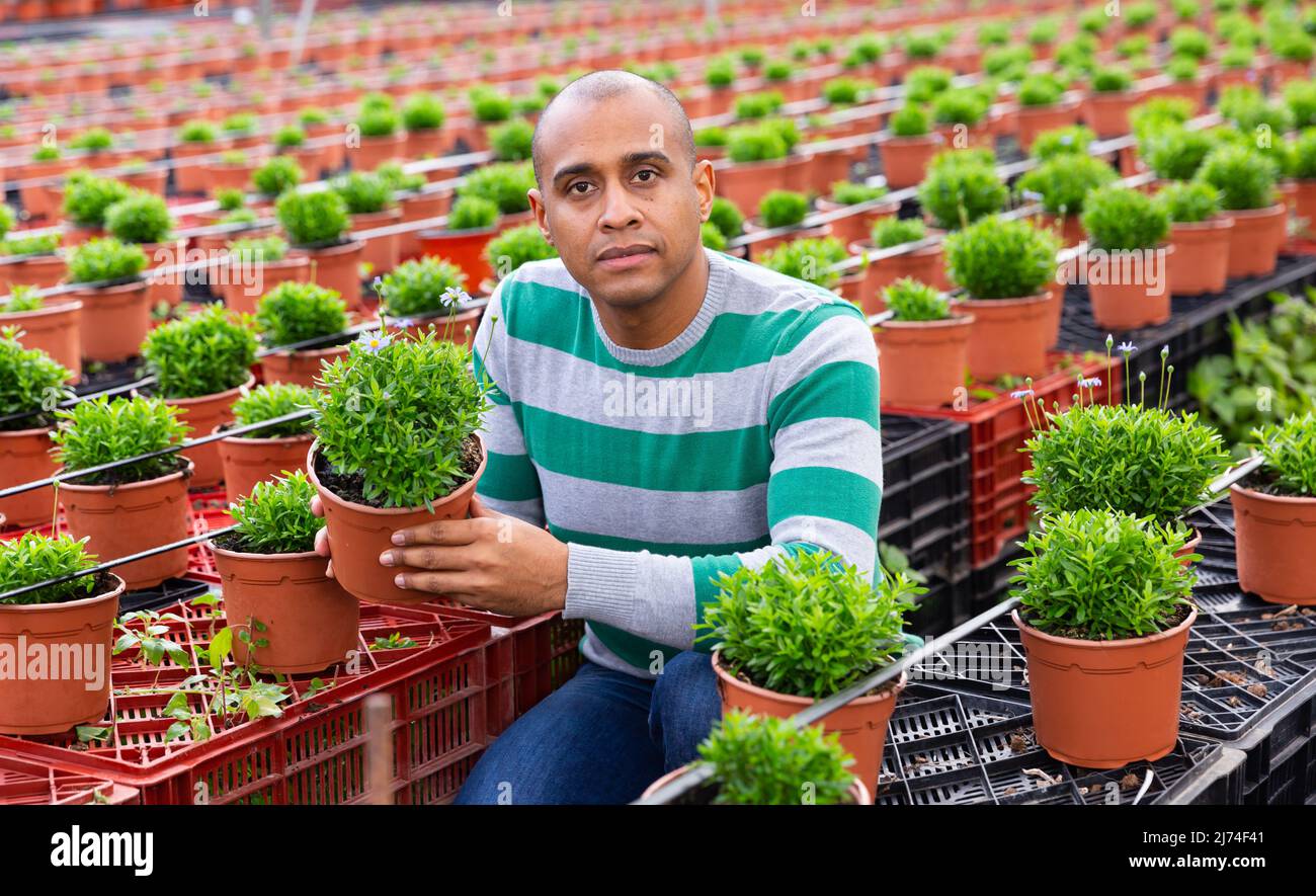 Landwirt, der sich um junge Zimmerpflanzen im Gewächshaus kümmert Stockfoto
