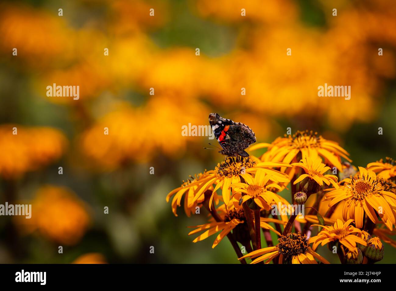 Der rote Admiral-Schmetterling ernährt sich an einem warmen, sonnigen Tag von Blumen. Natürliches, helles Licht, Aufnahme bei guten Lichtverhältnissen. Stockfoto