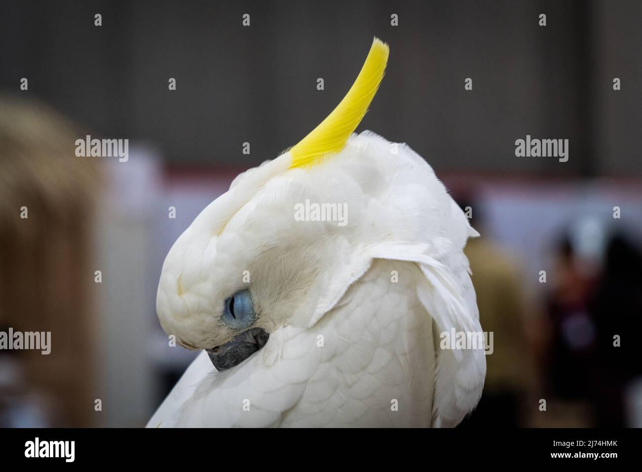 Während einer Exposition wird ein Kakadu-Vogel beim Nickerchen beobachtet. Die PET Expo Thailand 2022 unter dem Motto „Petaverse: Open to the Pet Universe“ findet am 6. Mai 2022 im Bangkok Trade and Exhibition Centre (BITEC) in Bangkok, Thailand, statt. Die expo bietet über 300 Verkaufsstände mit Standardprodukten für Haustiere, wobei der Schwerpunkt auf innovativer Technologie liegt, die Tierbesitzer dabei unterstützt, sich im digitalen Zeitalter um ihre geliebten Tierfreunde zu kümmern. (Foto von Matt Hunt/SOPA Images/Sipa USA) Stockfoto