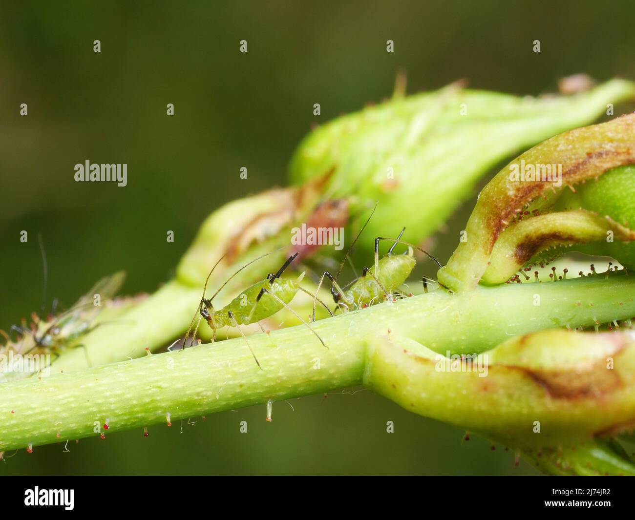 Nahaufnahme von Blattläusen, die beim Schießen saugen Stockfoto