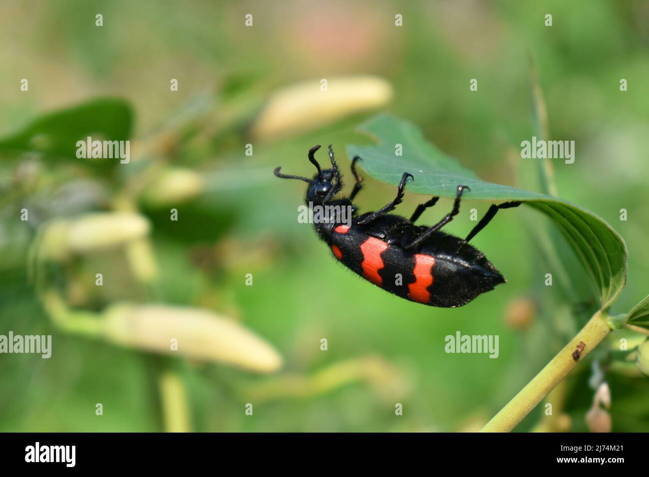 Ein rot gebänderter Blisterkäfer, der sich am morgendlichen Glory-Blatt ernährt. Stockfoto