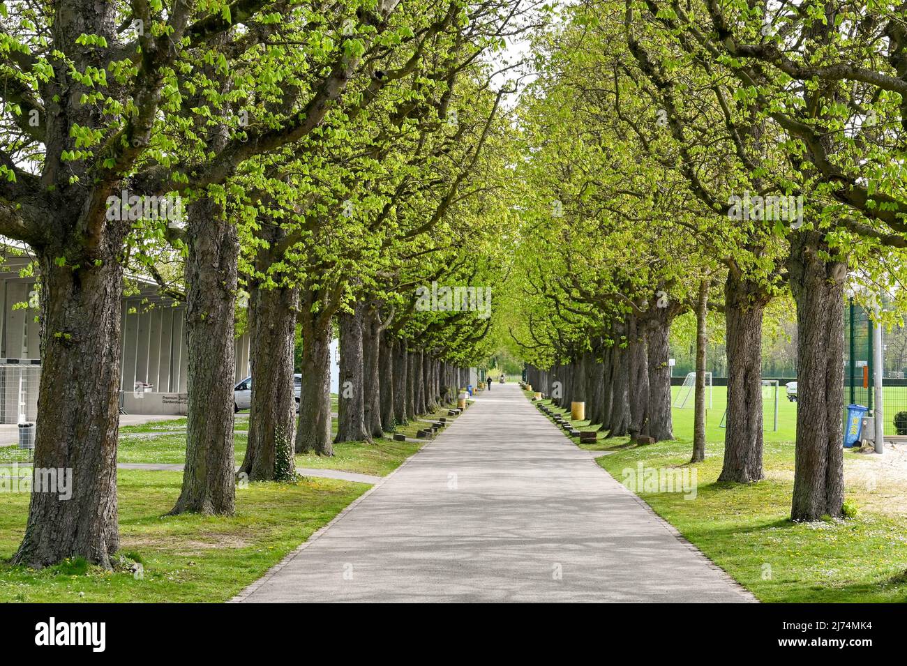 Basel, Schweiz - April 2022: Baumallee im Merian Gardens, einem botanischen Garten in der Nähe des Stadtzentrums Stockfoto