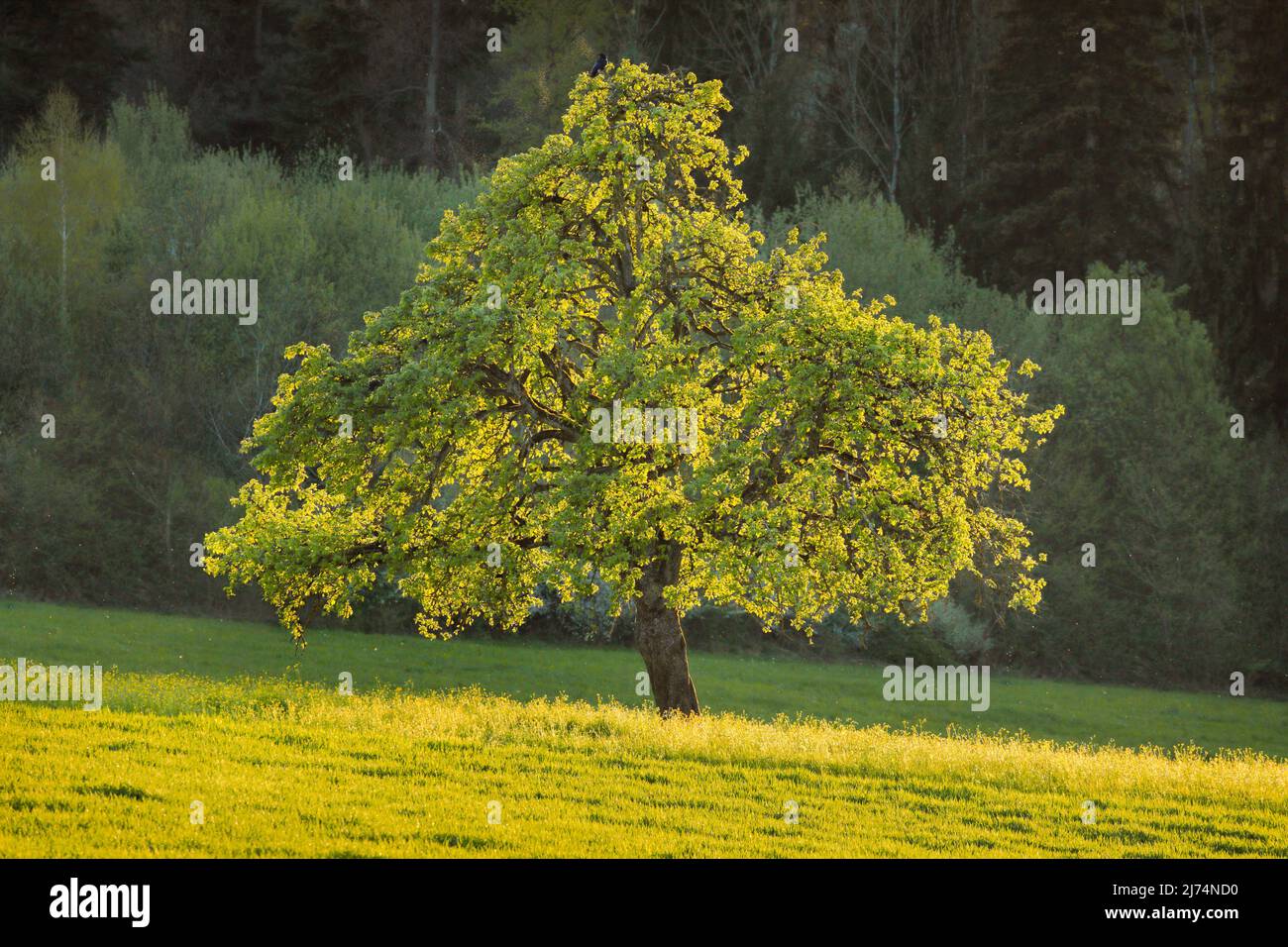 Gemeine Birne (Pyrus communis), freistehender Maler vor dunkelgrünem Wald mit abendlicher Hintergrundbeleuchtung, Oetwil am See, Schweiz, Zuercher Stockfoto