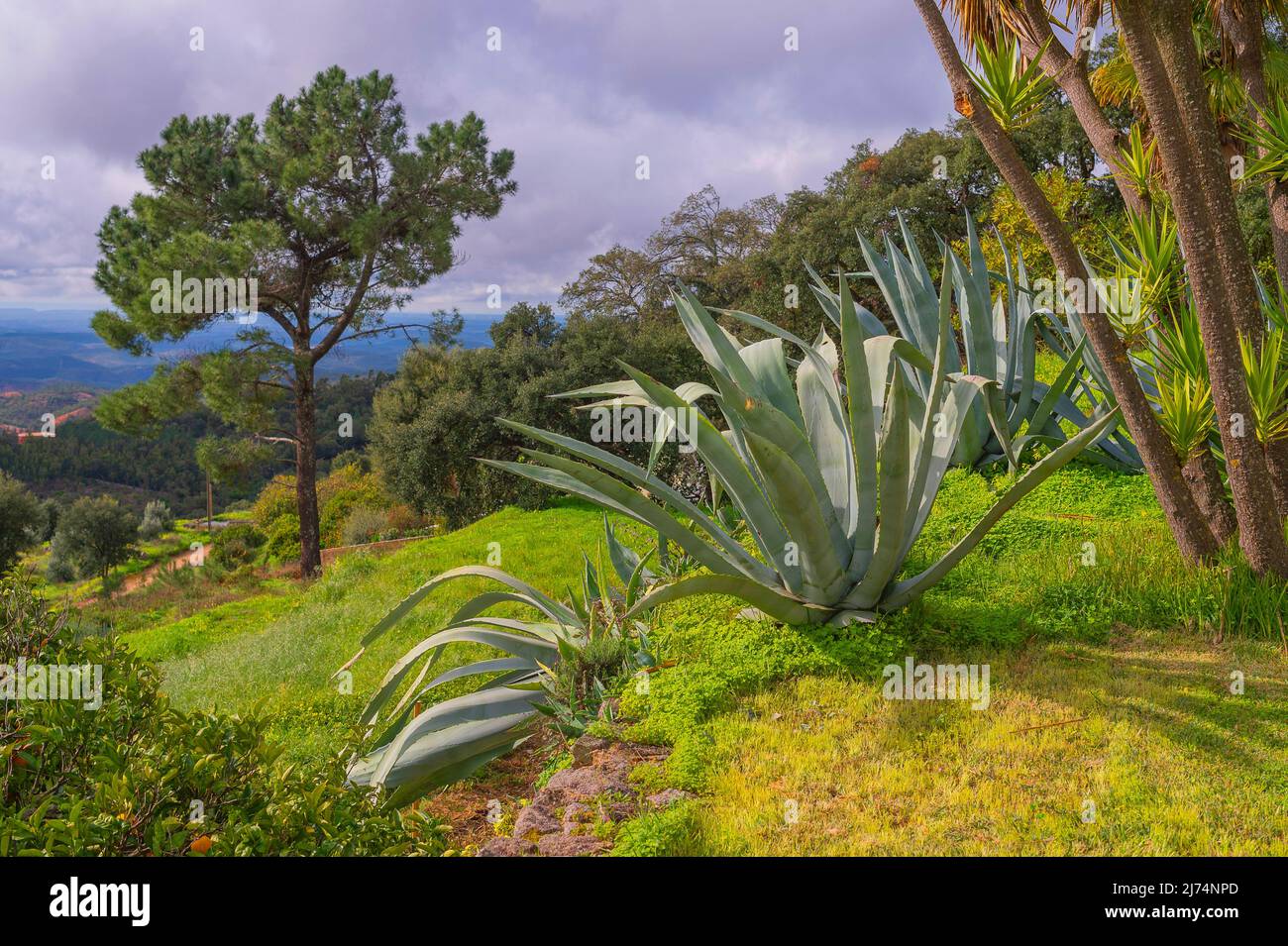 Agave, Century Plant (Agave americana), groe Century Plants auf einem  Hgel, Portugal, Algarve, Serra de Monchique Stockfotografie - Alamy