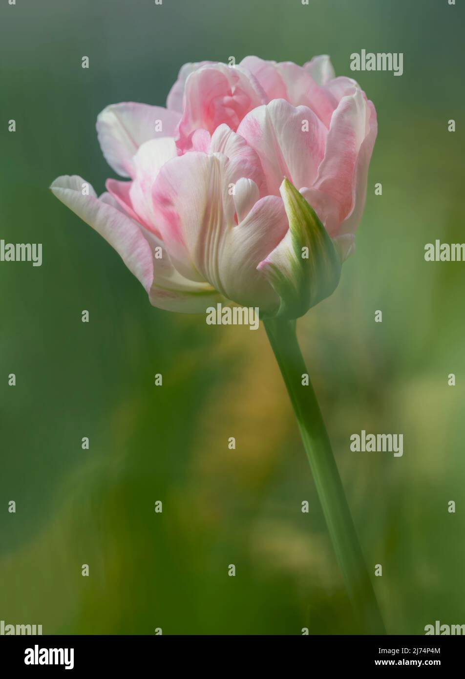 Wunderschöne rosa und weiße Papageientüpe, die gerade in Blüte steht und sich in einem Garten gegen unscharf belaubtes Laub richtet Stockfoto