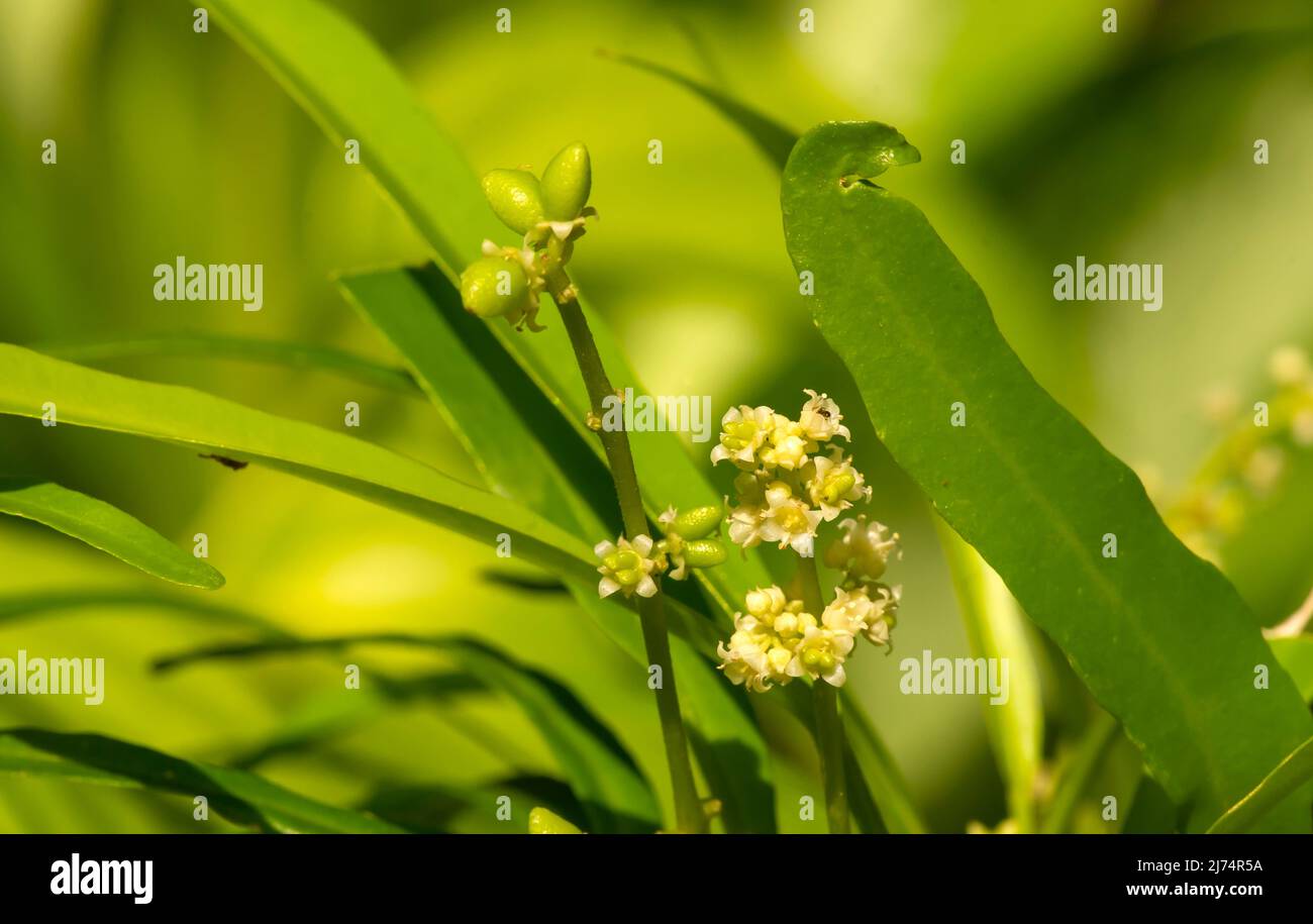 Zodia Plants (Evodia suaveolens), eine Zierpflanze für Zuhause, bekannt als Mückenschutzpflanze Stockfoto