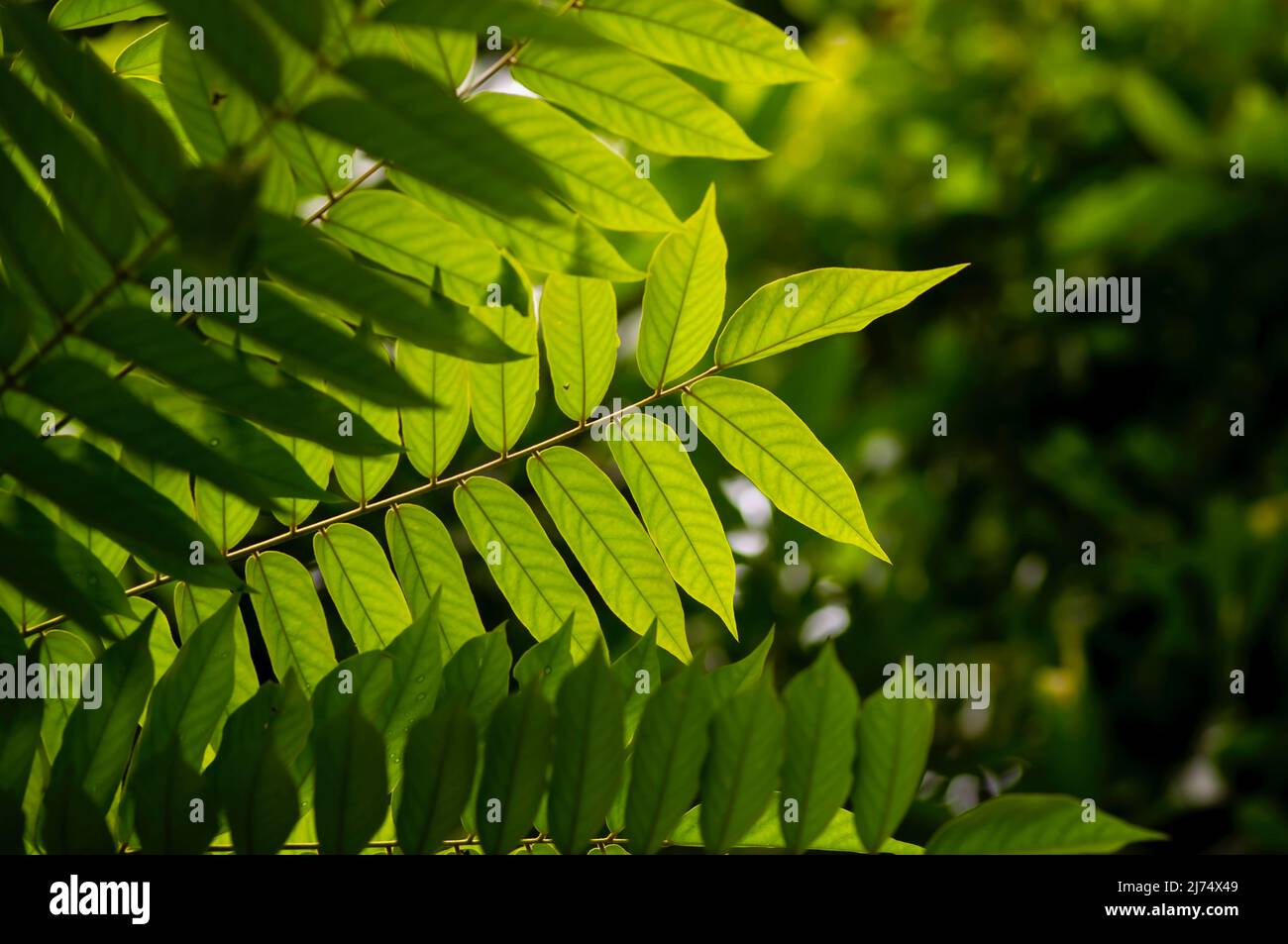 Defokussiert von Averrhoa bilimbi grünen Blättern, allgemein bekannt als  Bilimbi, Gurkenbaum Stockfotografie - Alamy