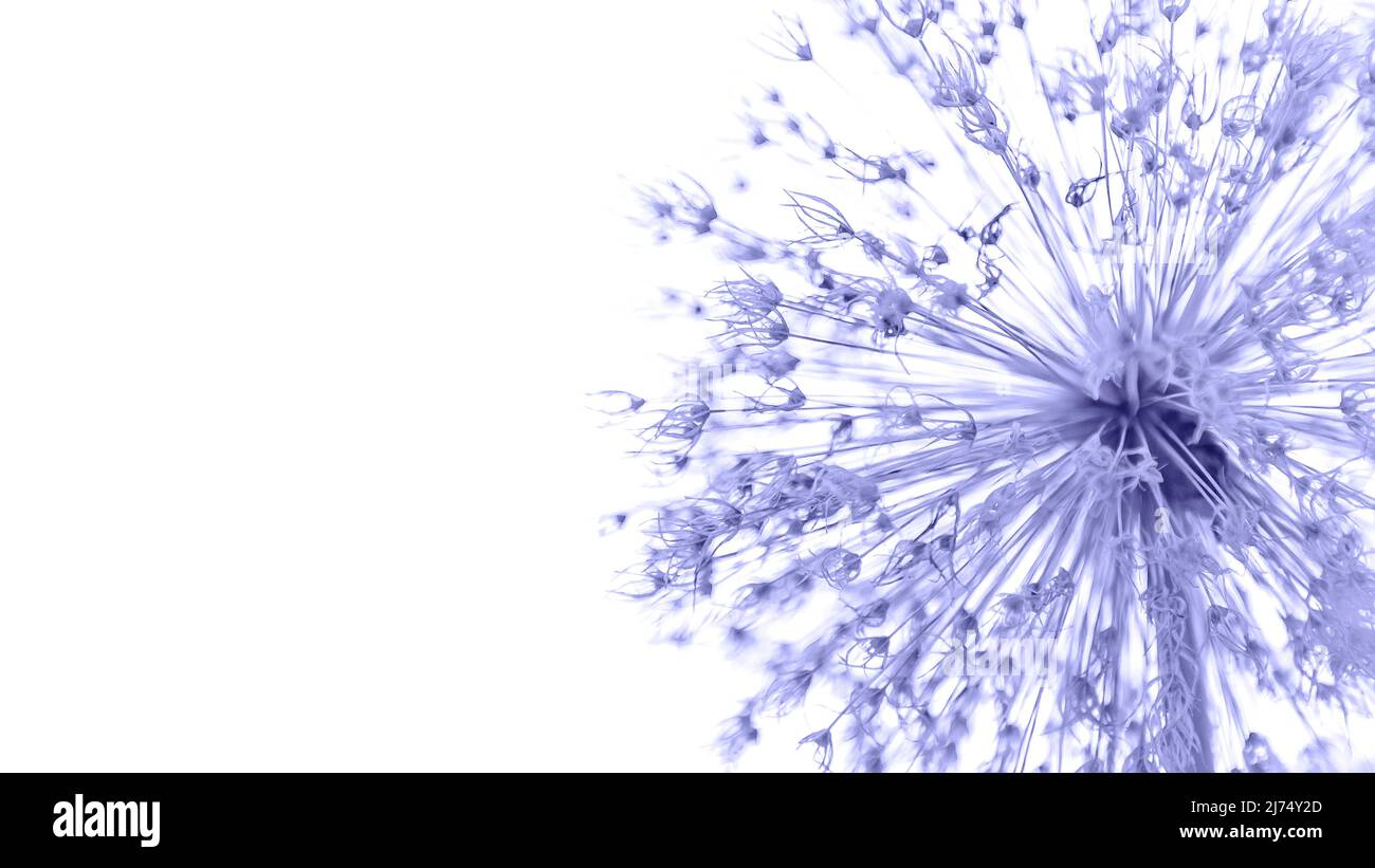 Blume auf weißem Hintergrund, Allium, Makro. Natur- und Öko-Konzept. Speicherplatz kopieren. Stockfoto