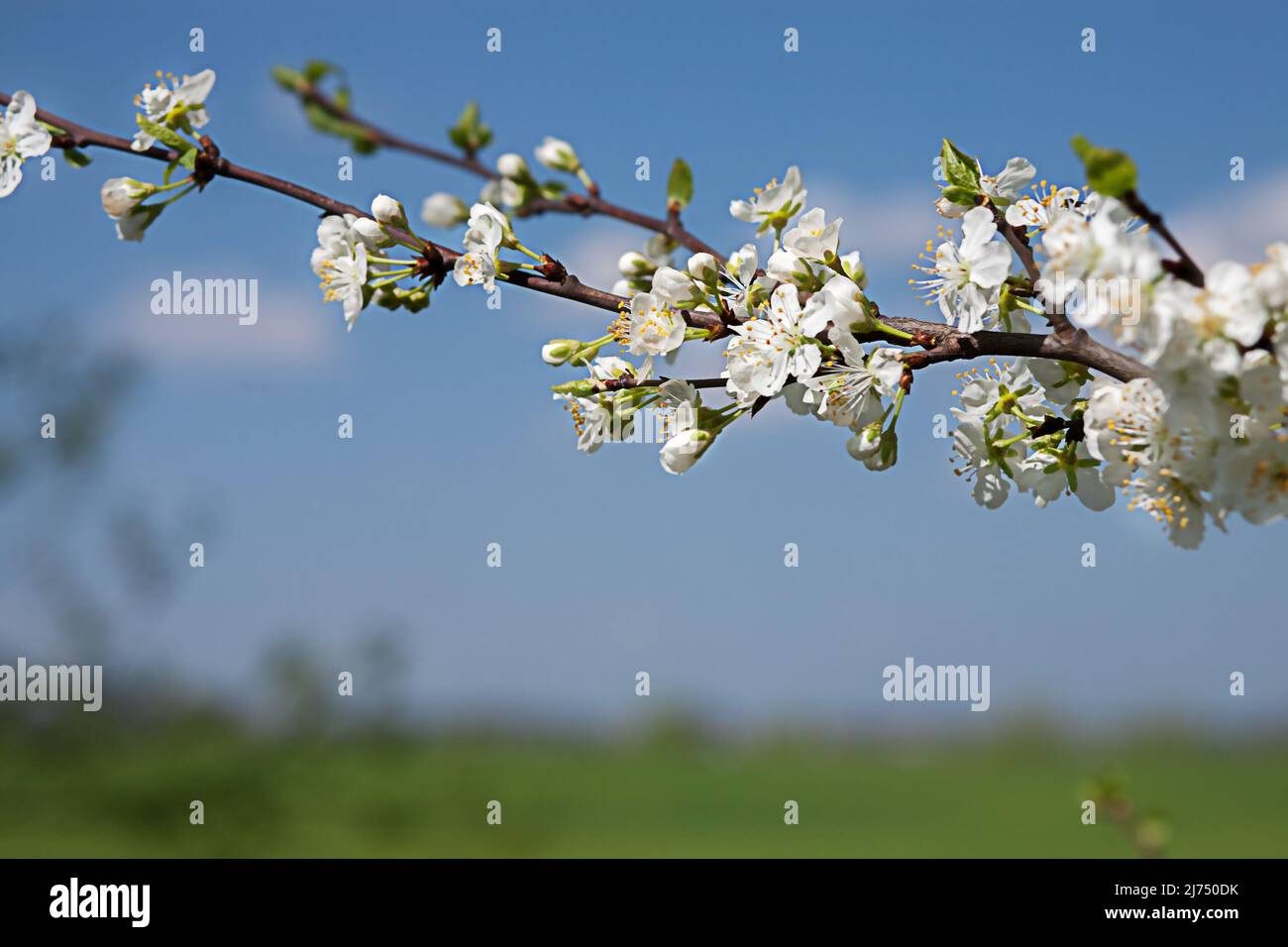 Kleine Kirschblüten auf einem Ast am frühlingsblauen Himmel Stockfoto